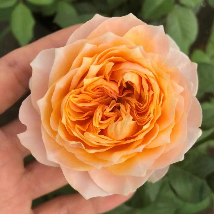 Rose【Vuvuzela| ブブゼラ】- 1.5 Gal OwnRoot LivePlant｜Heat  Resistant| Strong Disease Resistance| 温柔珊瑚心| Romantica Cutting Rose| Netherlands|