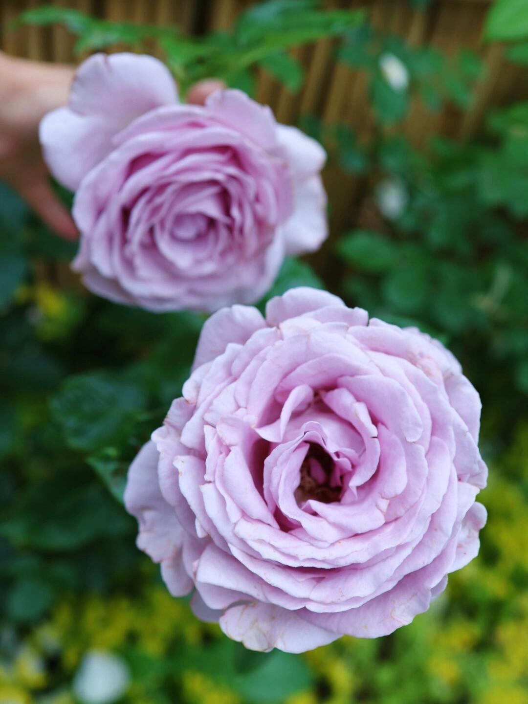 Rose｛Luxury Nove| ラグジュノーブ｝2 Gal+ Rare OwnRoot｜Netherlands Cutting Rose| 天然香水 | Strong Upright | Redolent| Bloom Repeatedly| Heat Toleran