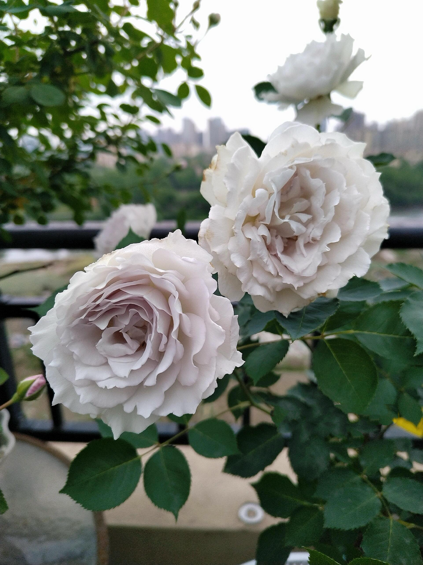 RARE Rose {Gabriel} - ガブリエル | 1Gal + OwnRoot | Award-winning 加百利大天使| Thornless| Heat Resistant| Sun Tolerant| Strong Disease Resistance| Potting