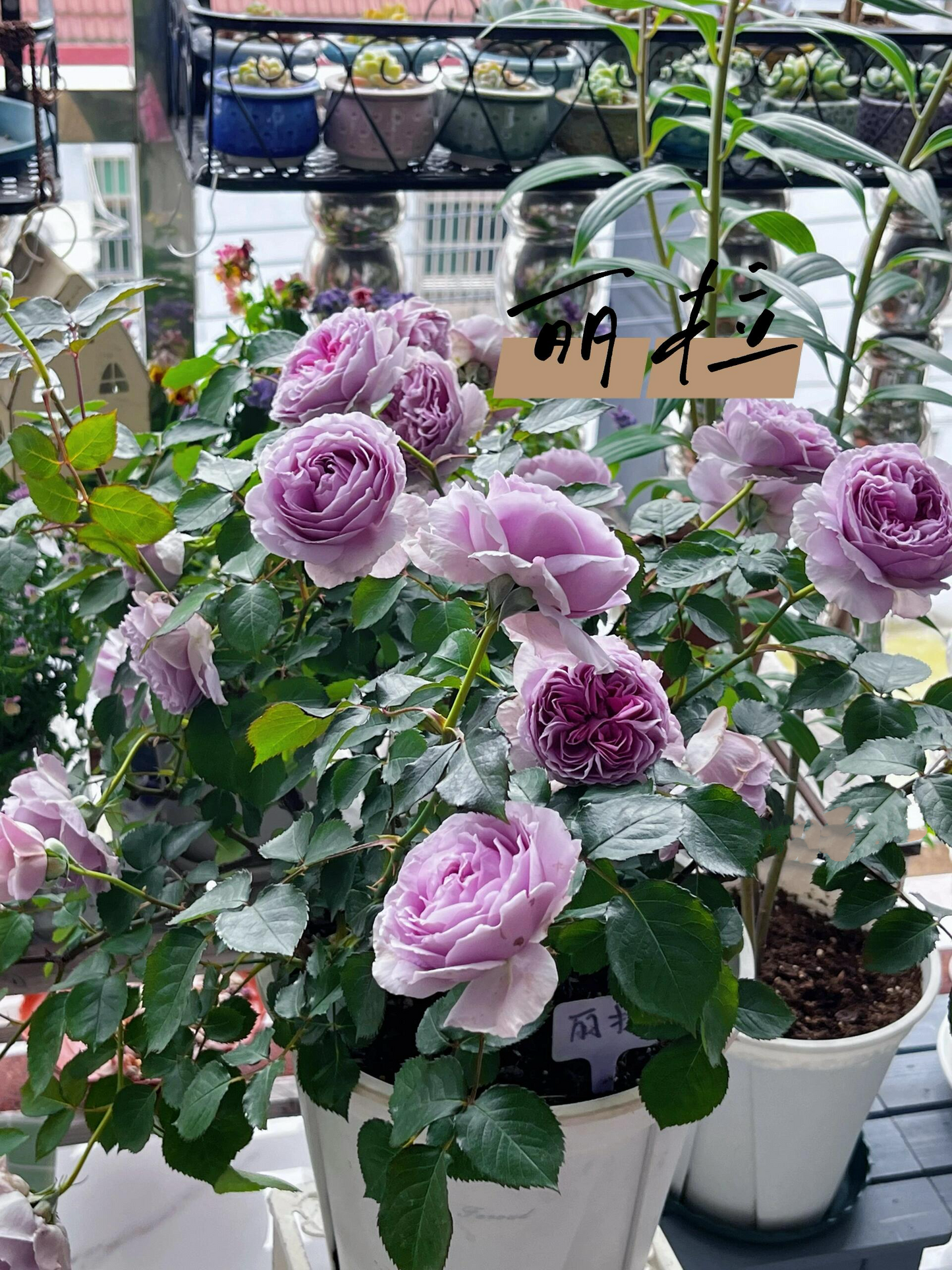 Rose【Lilas|リラ】- OwnRoot LivePlant| Perfect Rare Japanese Rosa 丽拉| Takunori Kimura木村卓功 New Varieties 2021| Heat Resistant| Intense Fragrance