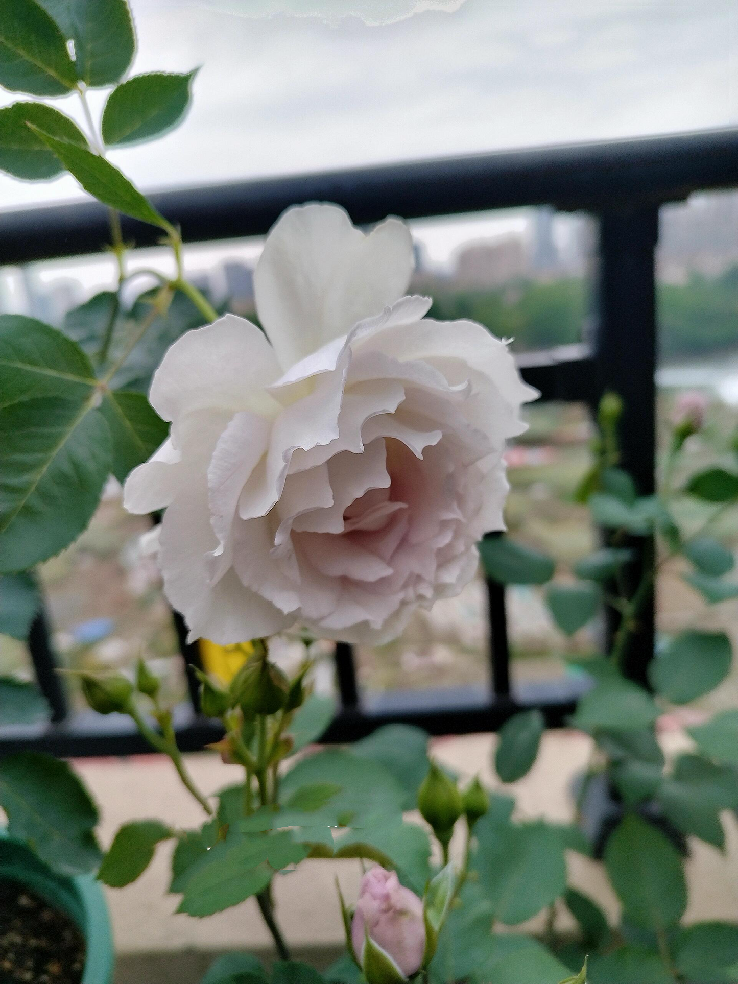 RARE Rose {Gabriel} - ガブリエル | 1Gal + OwnRoot | Award-winning 加百利大天使| Thornless| Heat Resistant| Sun Tolerant| Strong Disease Resistance| Potting