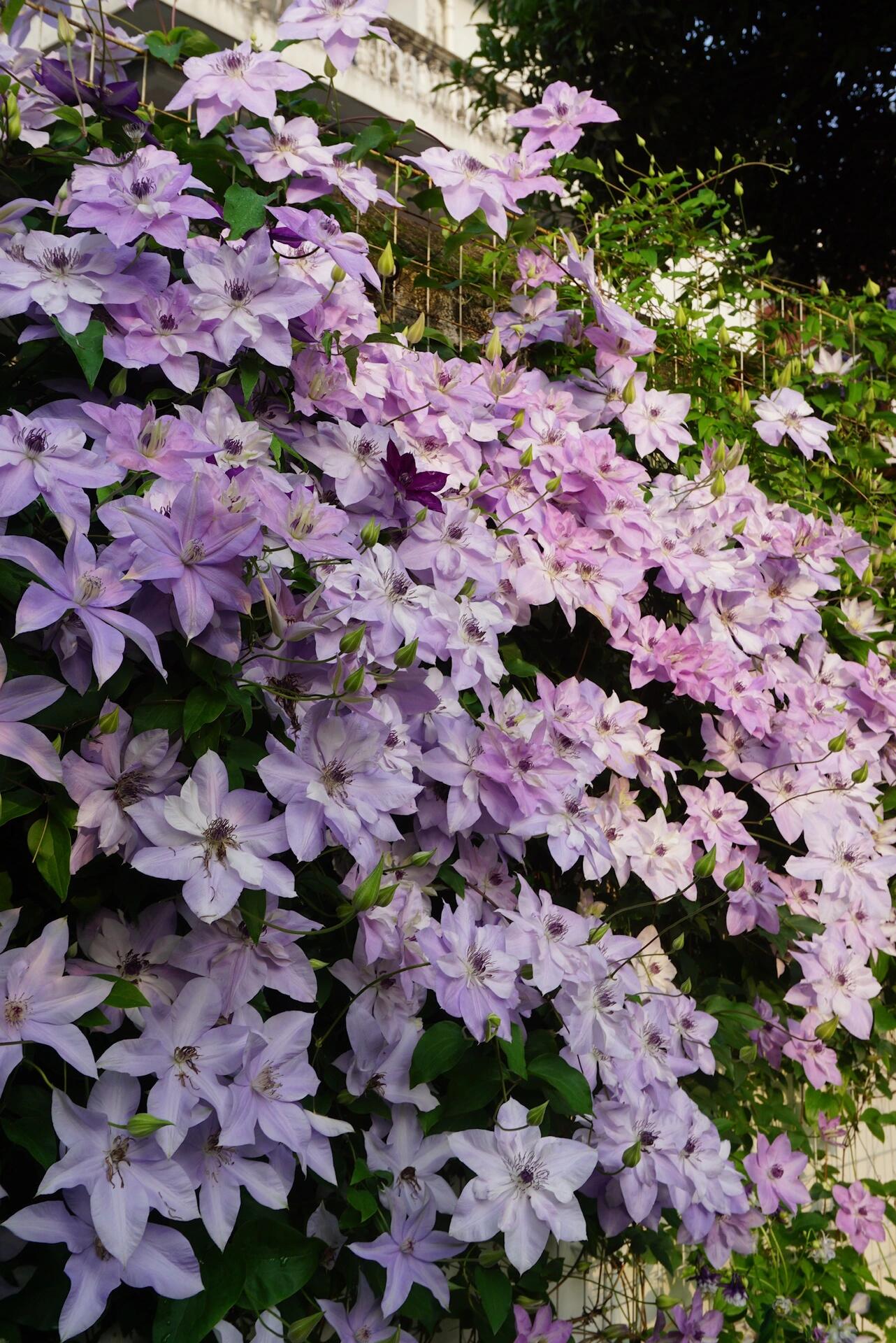 Clematis【Reflections】- LivePlant｜倒影| Double-flowered| Cold Hardy|Perennial|Pollinator Friendly| Low Maintenance| Popular| Bloom Repeatedly