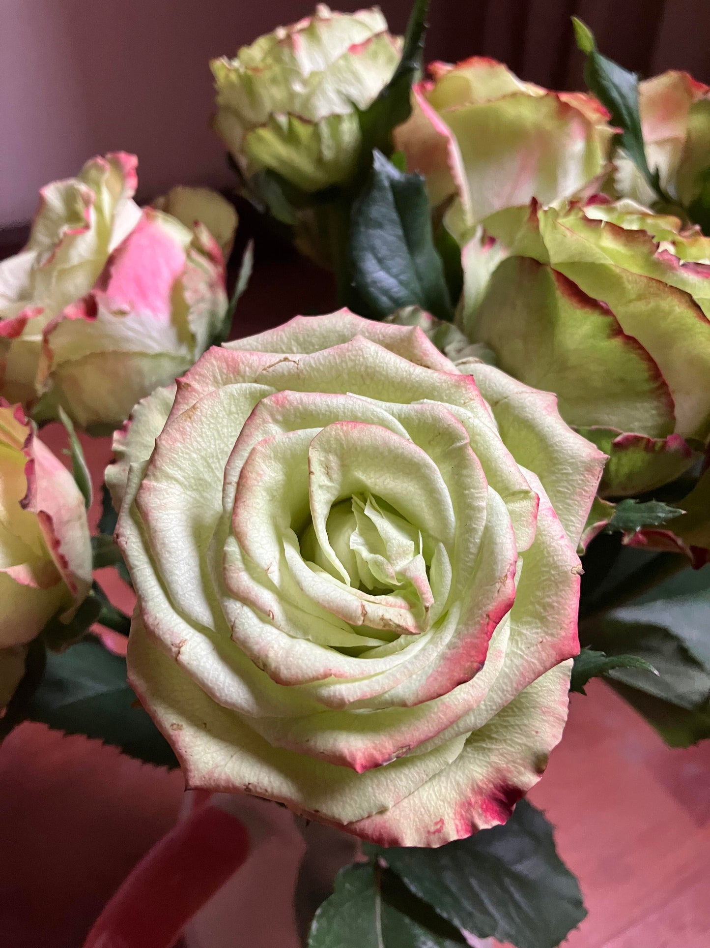 Rose【Green Apple｜グリーンアップル| 青苹果】- OwnRoot LivePlant｜New Variety Florists Rose| Large Flower| Extended vase life| Vivid Colors| Gradient