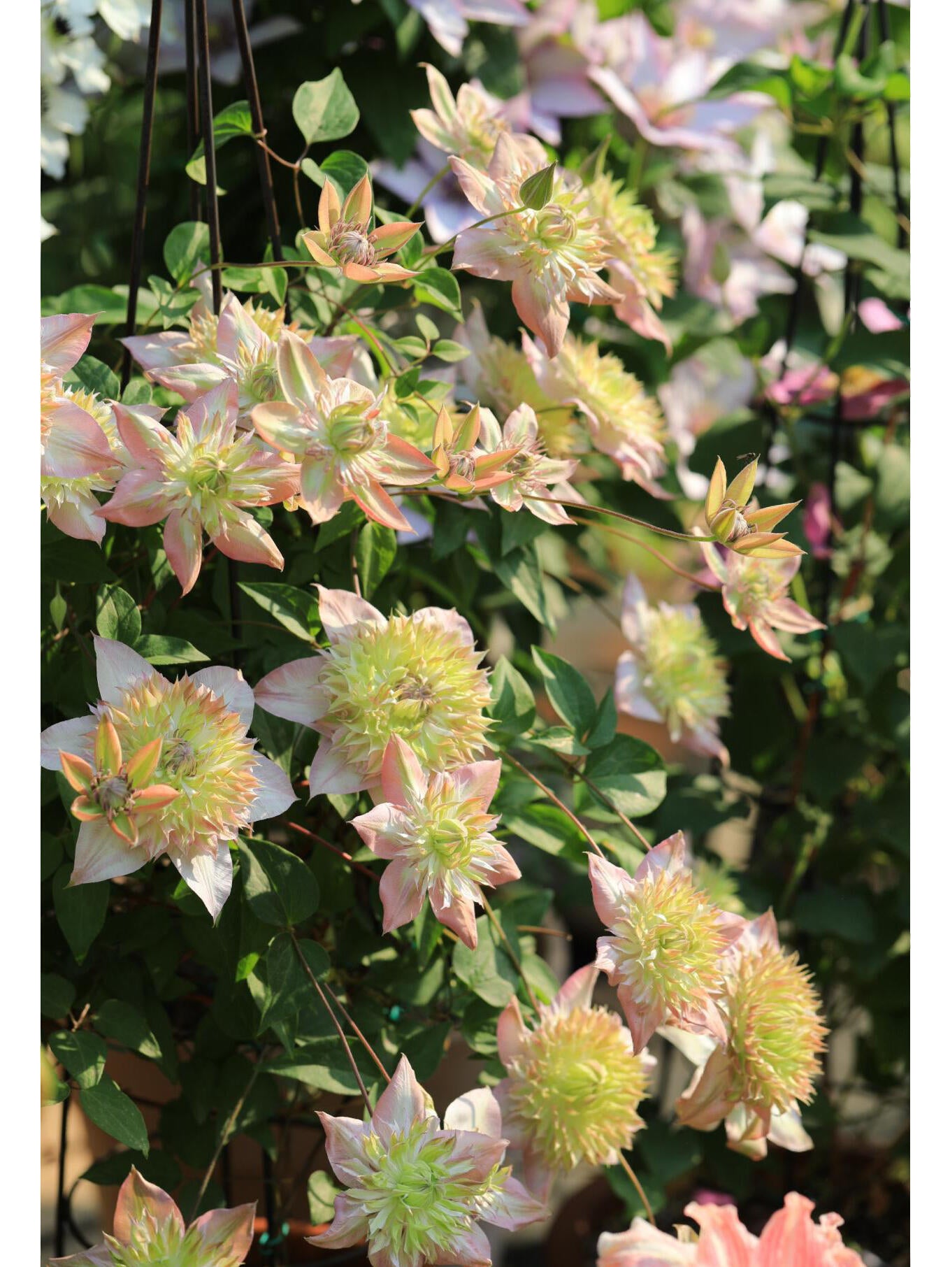 Clematis 【Shamshe】- 9P LivePlant| Double-flowered| Cold Hardy| 昼天使| 桃万重| Heat Resistant