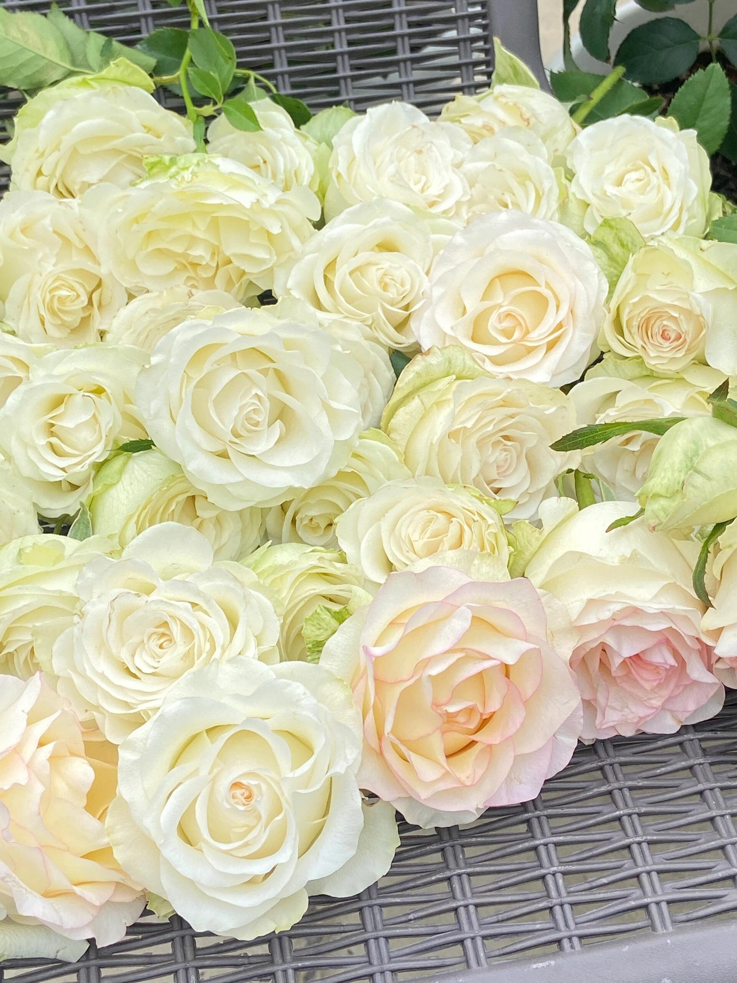 Rose【White Jumilia】- 1.5 Gal OwnRoot Live Plant｜白艾莎｜Sport varieties of the Jumilia rose｜Perfect New variety