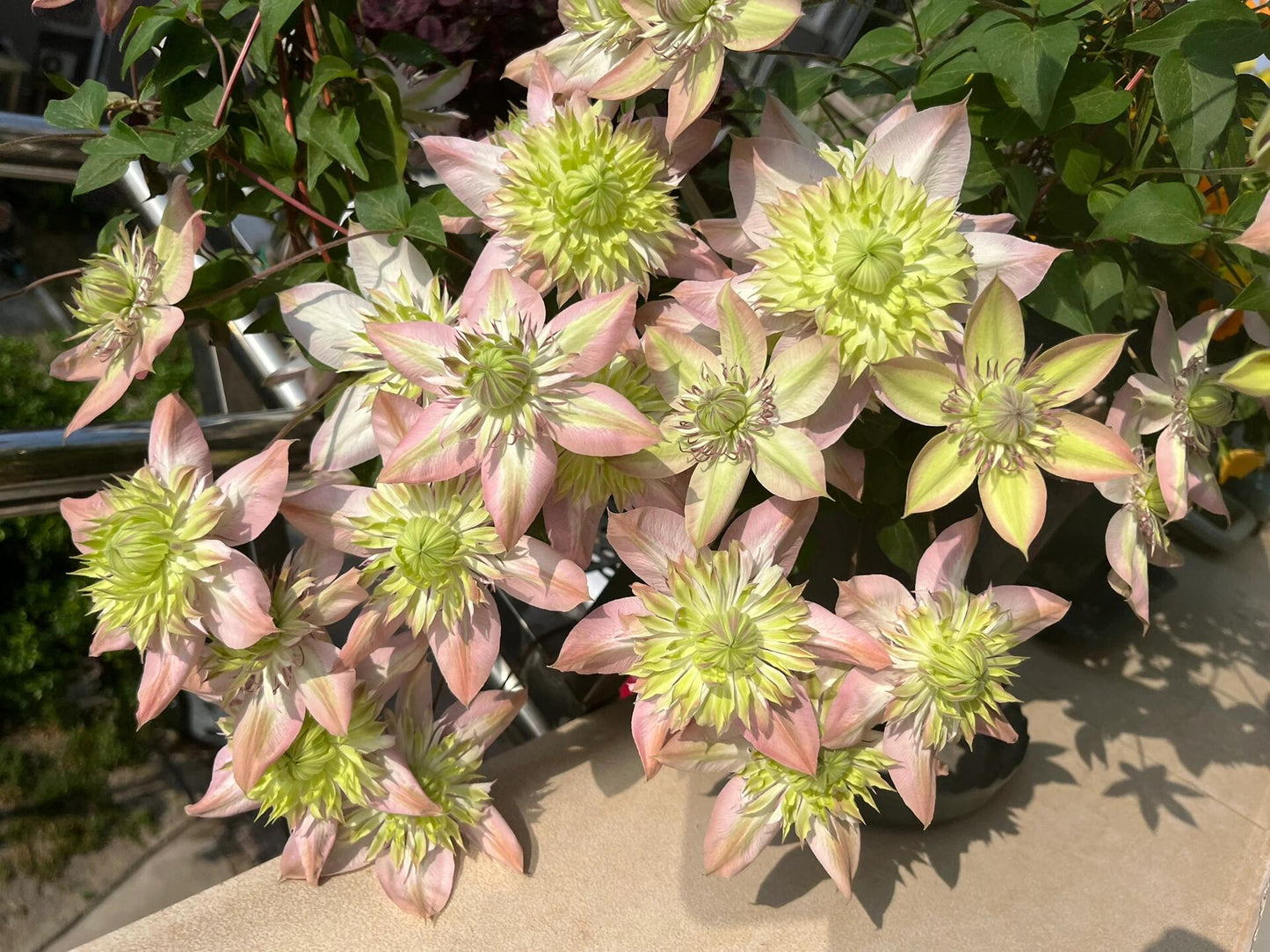 Clematis 【Shamshe】- 9P LivePlant| Double-flowered| Cold Hardy| 昼天使| 桃万重| Heat Resistant