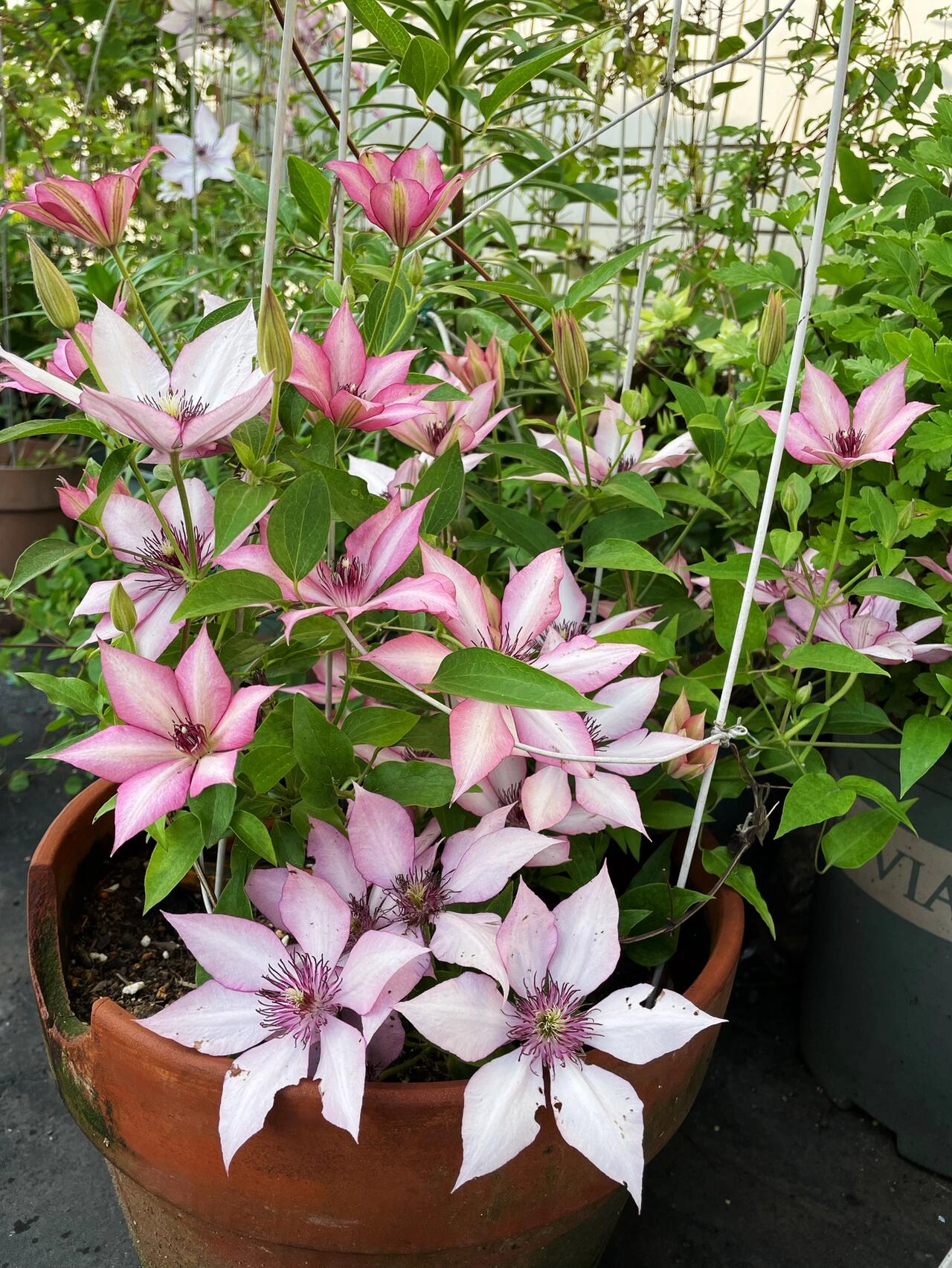 Clematis【Giselle】- LivePlant｜吉赛尔｜Large Flower｜Vintage Pink| Cold Hardy| Exquisite| Flower Waterfall| Beginner-Friendly| Compact Patio| Vine