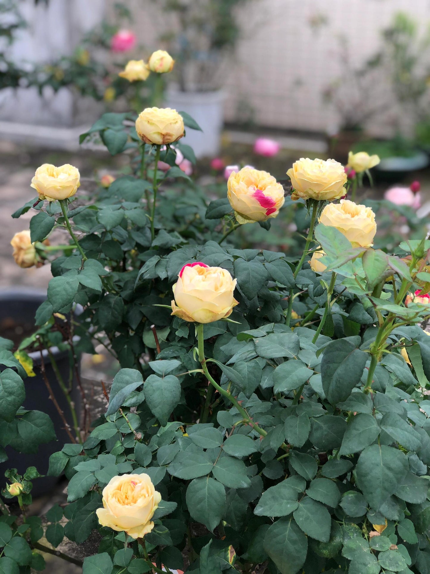 Rose【Fugetsu｜ふうげつ】-Surprise Rosa|  风月| Heat Resistant| Abundant Blooming| Less Thorns| Surprise rose| 風月| Balcony Rose