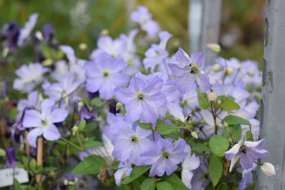 Clematis【Sea Breeze】- Live plant with flower buds｜海风｜Blue Clematis