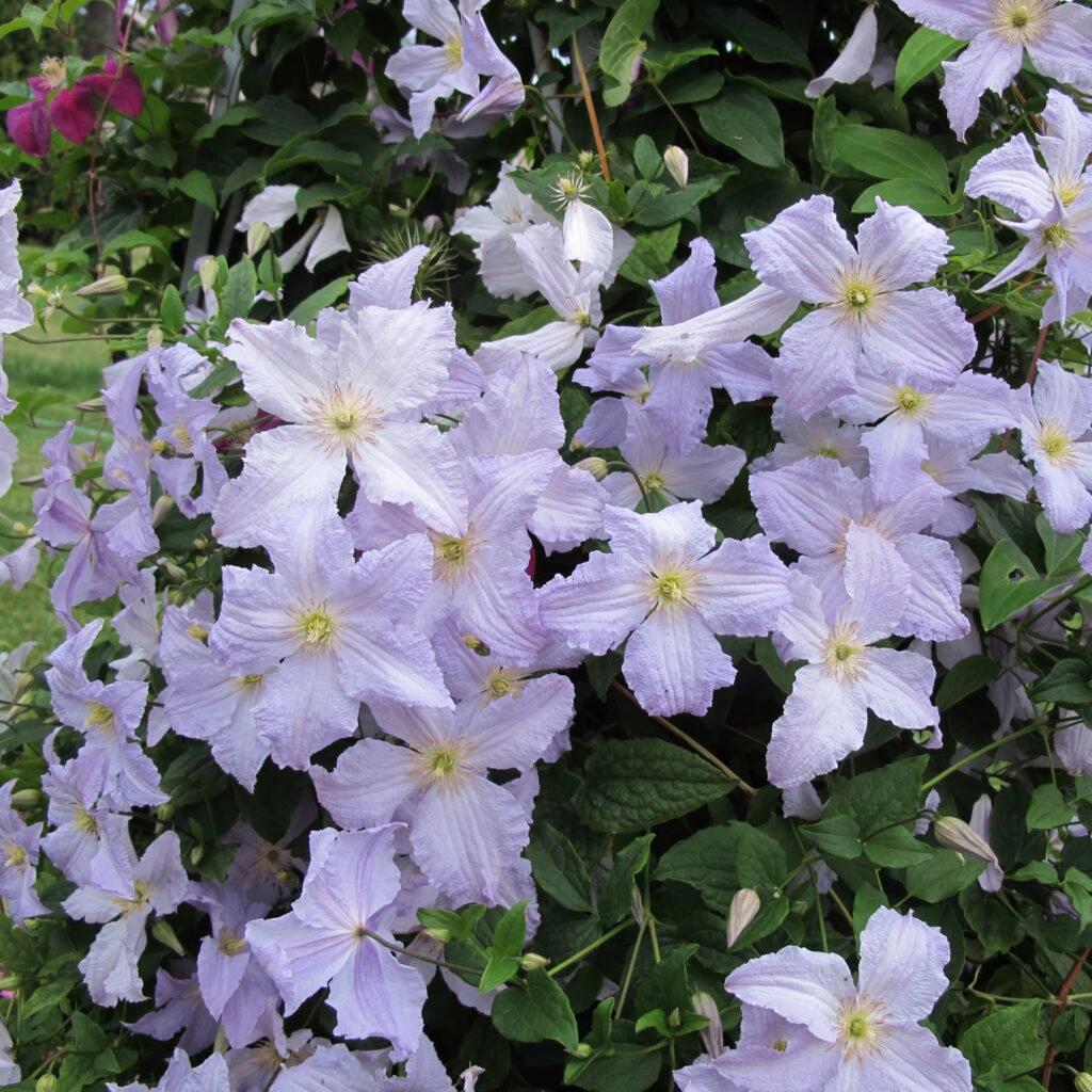 Clematis【Blue Angel| あおてんし】-Live Plant｜蓝天使| Rare Pleated Petals| Easy 2Grow| Hardy| Large Flowering| Strong Growth| Pot Friendly| Shade Vine