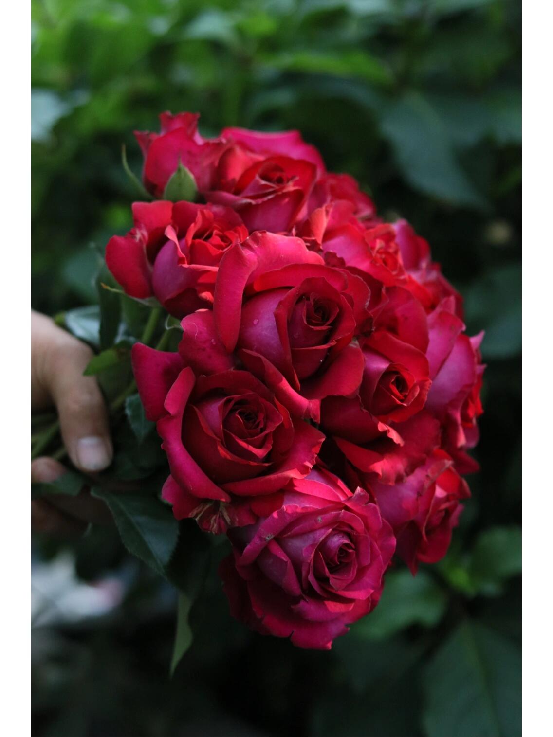 Rose【Belles Rives| Stiletto】- 1.5Gal OwnRoot LivePlant| Love Rosa｜Cheery Red｜美人丽芙| Bloom Repeatedly| Intense Fragrance| Cutting Rosa