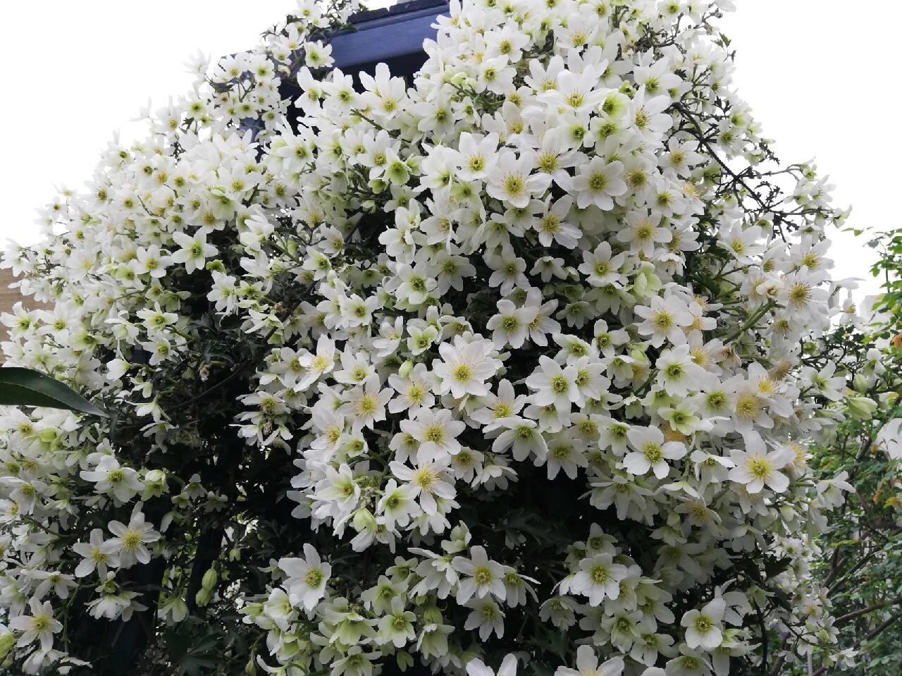 Clematis【Avalanche】-LivePlant｜雪崩｜Popular White Clematis