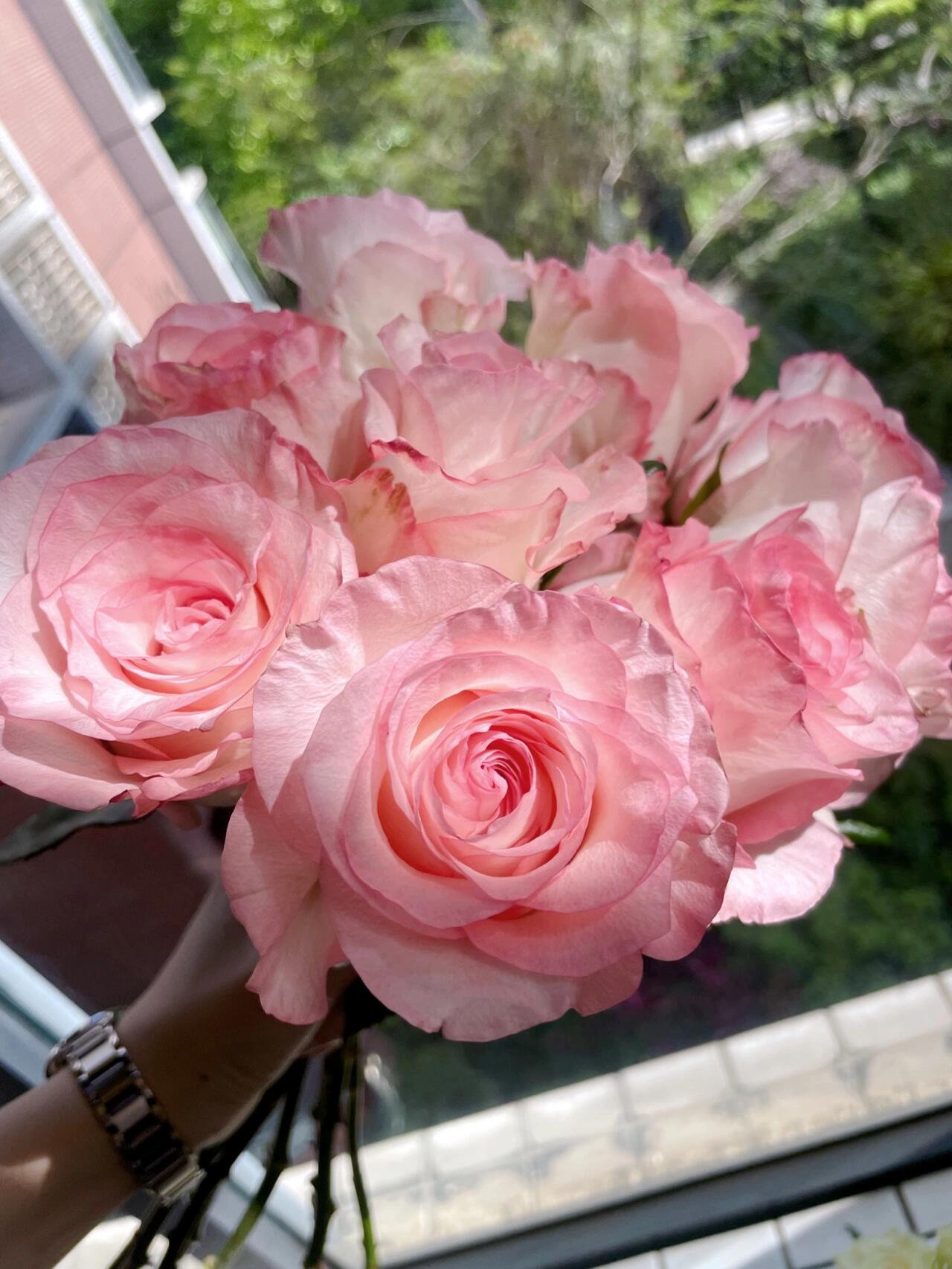 Rose【BouLevard】- 1.5 Gal OwnRoot LivePlant｜林荫大道｜Large Bloom ｜武媚娘