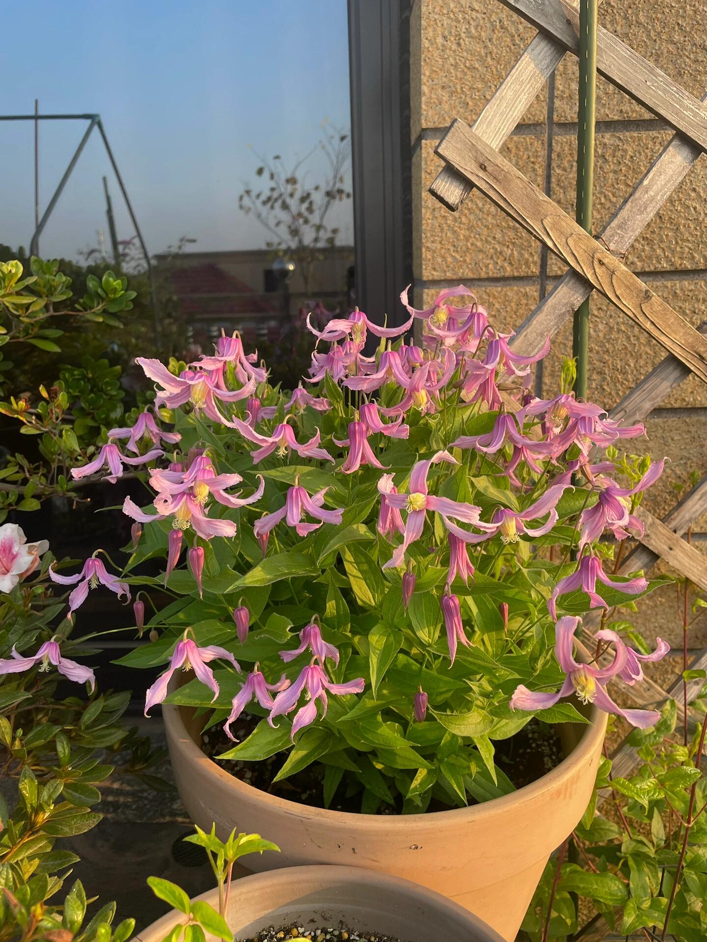 Clematis【Hanajima｜はなじま｜花島】- LivePlant｜花岛| Ballet Dancer| Upright clematis, perfect for container planting| Easy to Grow| Low Maintenance