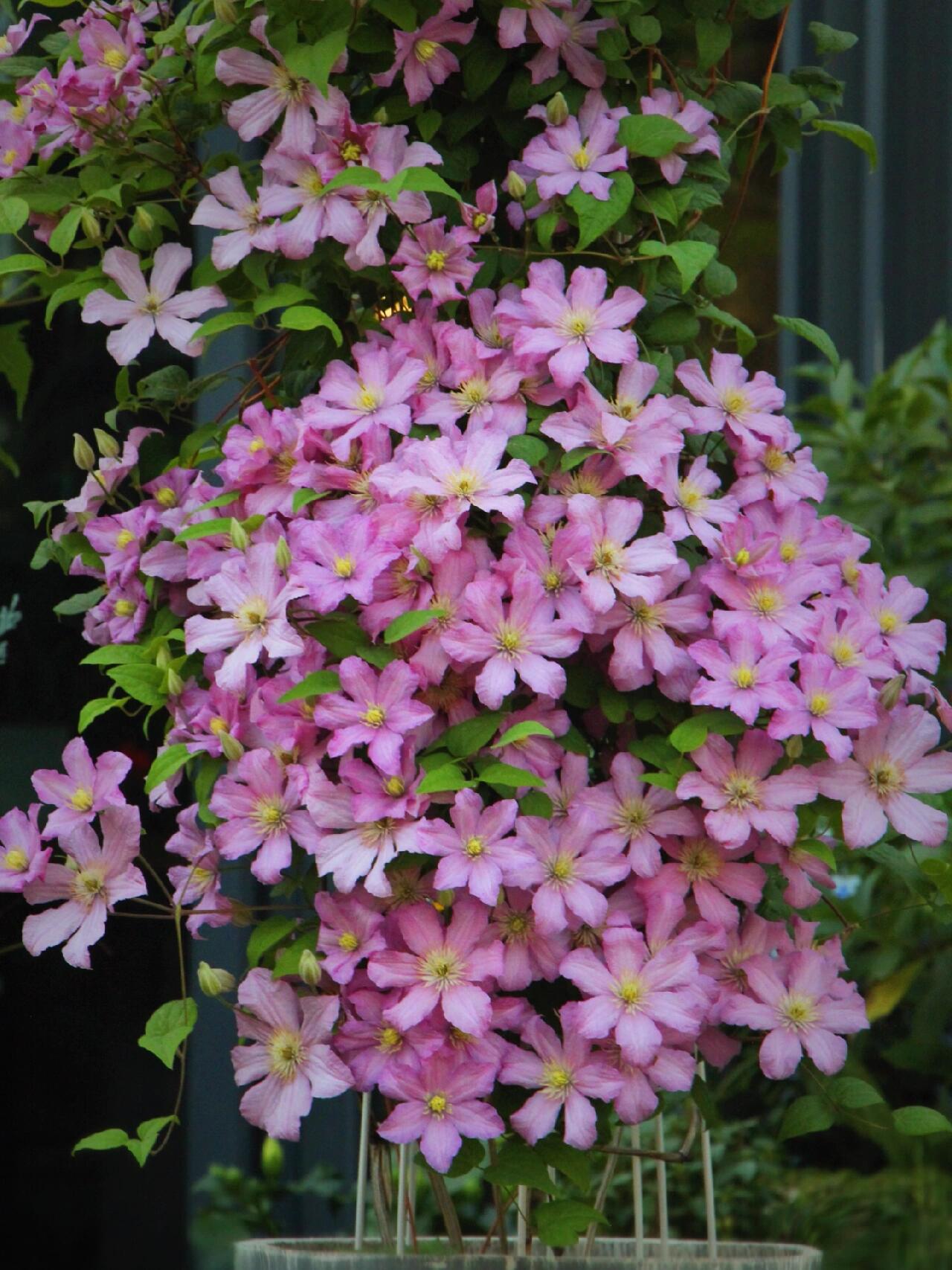 Clematis【Comtesse de Bouchaud】- LivePlant｜包查德 女侯爵｜Cute Flower