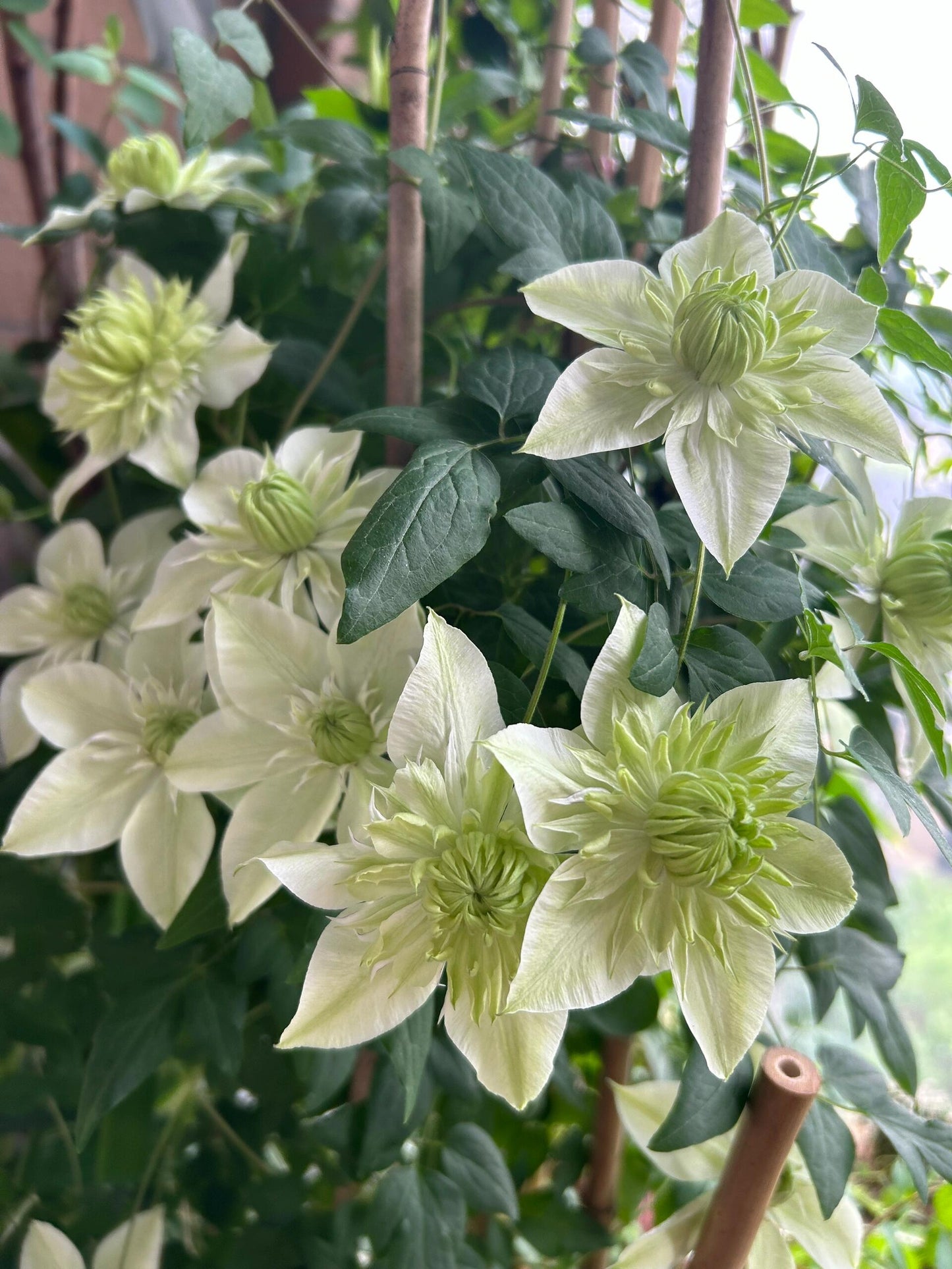 Clematis【Peppermint｜ミント】- LivePlant｜薄荷