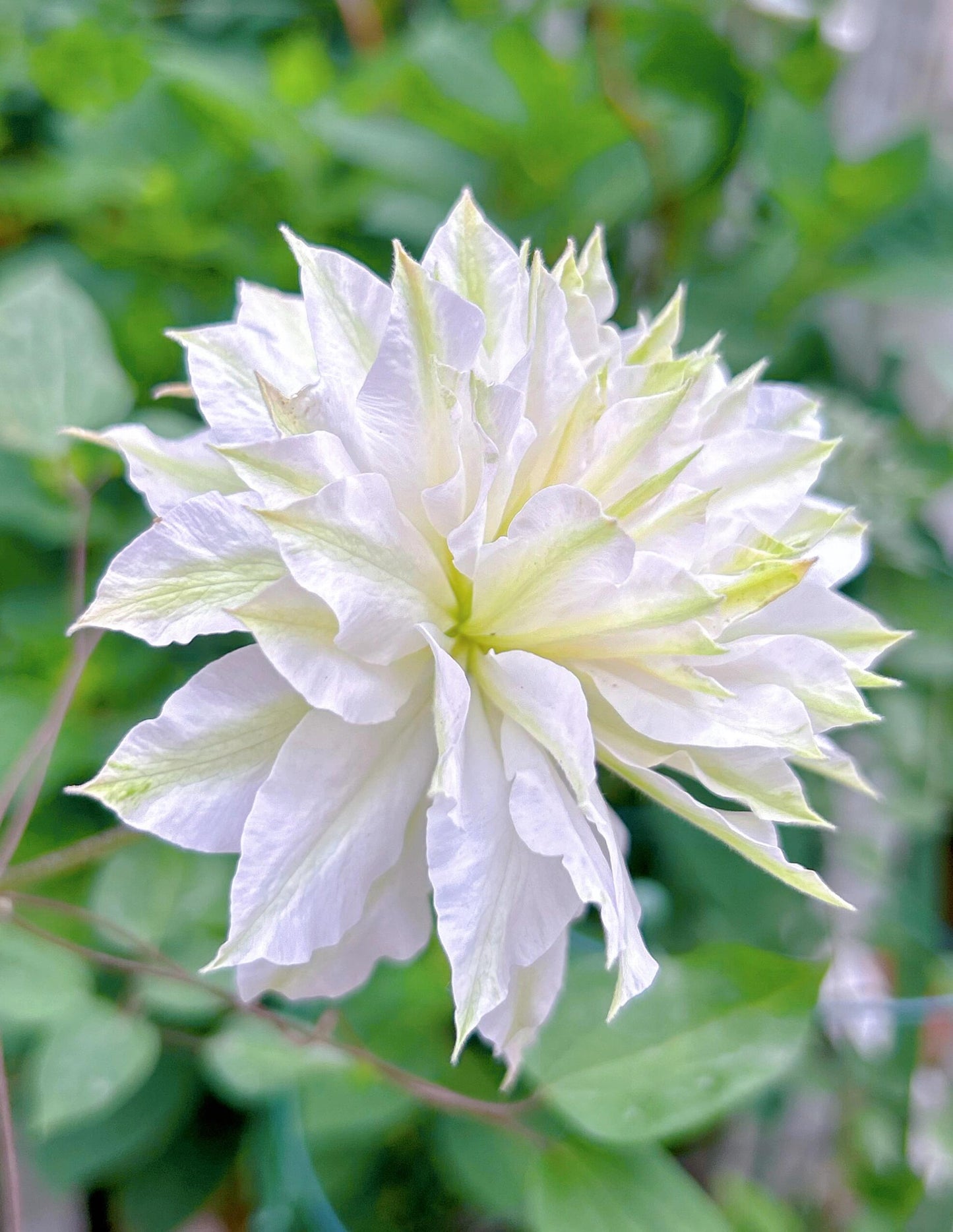 Clematis - 【Sen no kaze|千の風】10P LivePlant| Tetsuya Hirota| 风之森林| Cold Hardy | Rare Double-flowered|