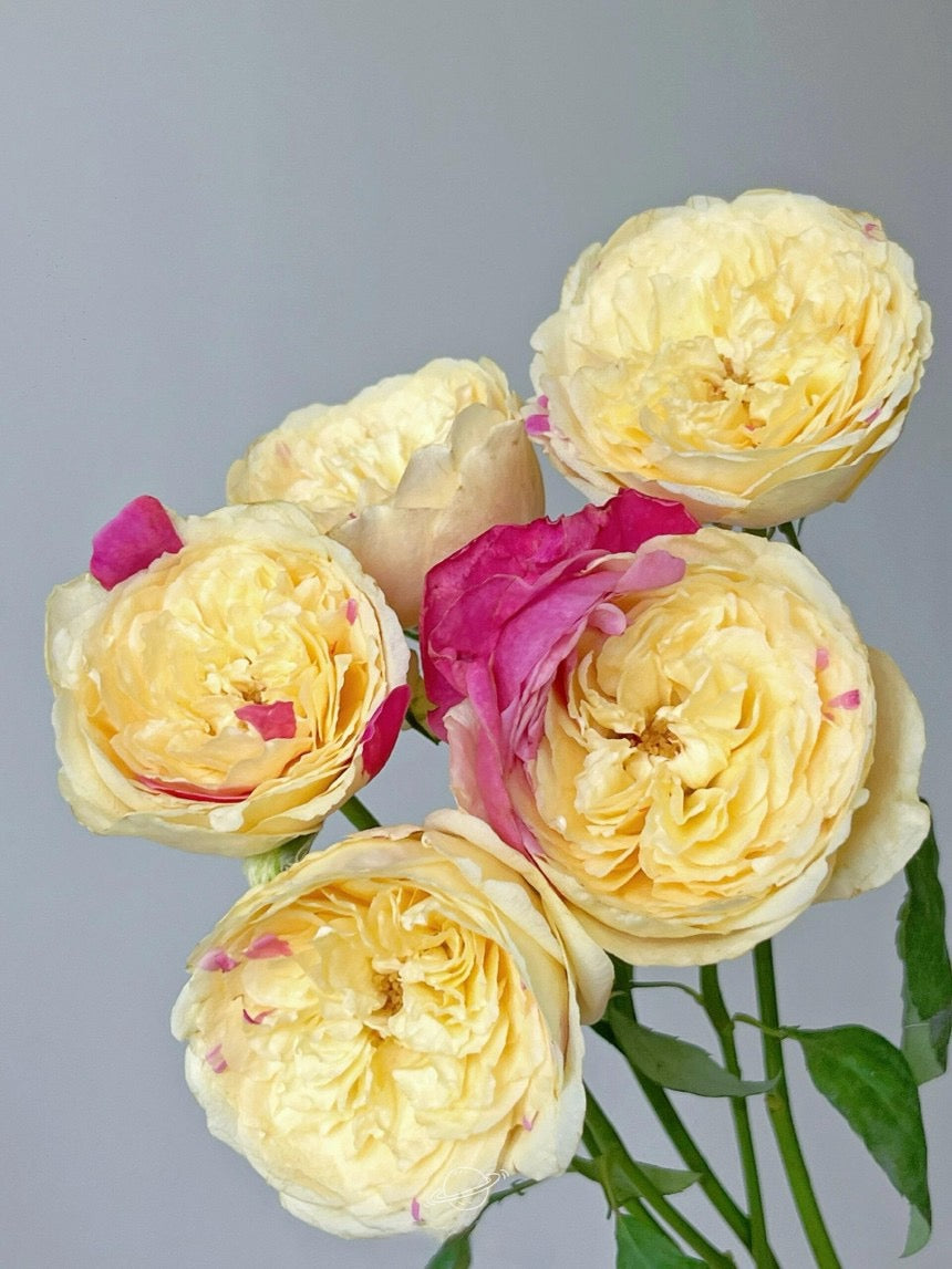 Rose【Fugetsu｜ふうげつ】-Surprise Rosa|  风月| Heat Resistant| Abundant Blooming| Less Thorns| Surprise rose| 風月| Balcony Rose