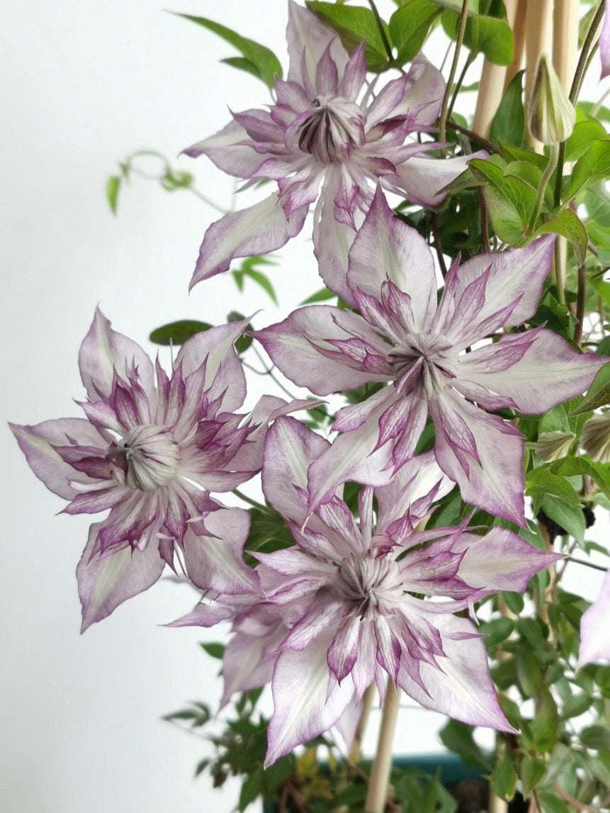 Clematis【Lady Kyoko | レディ・キョウコ】 -9P Live Plant- Japanese Rare Clematis| 恭子小姐 | 新旧両枝咲き|