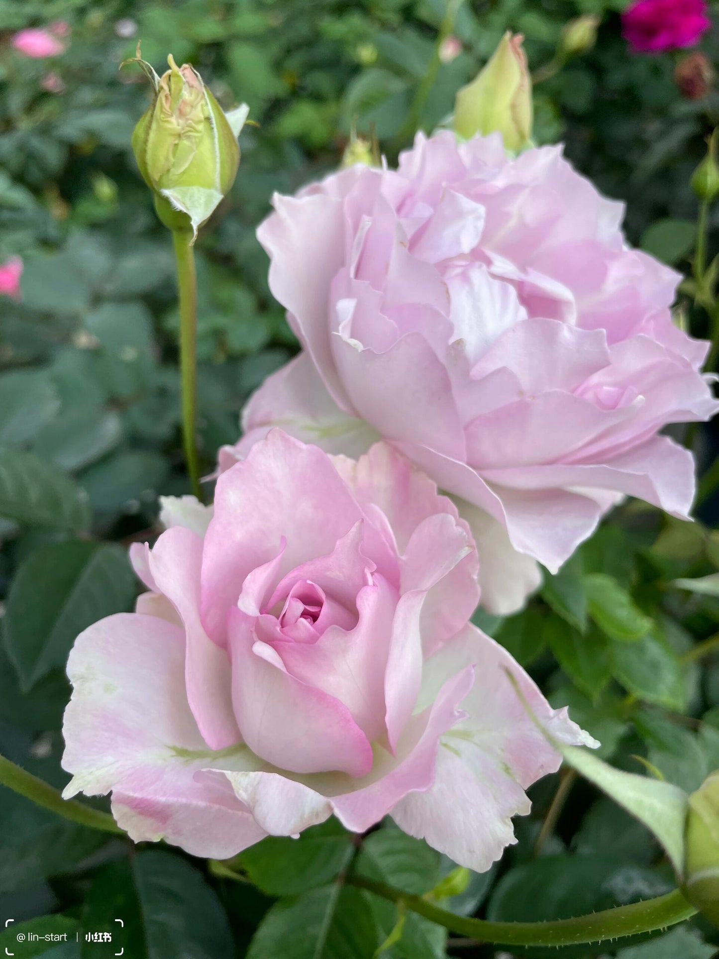 Rose【Lu Ning Xiang｜露凝香| Dew Serenade】- 1.5Gal OwnRoot LivePlant| Heat Resistant| Redolent| Less-Thorns| Dreamy| Highly Recommended| New 2022