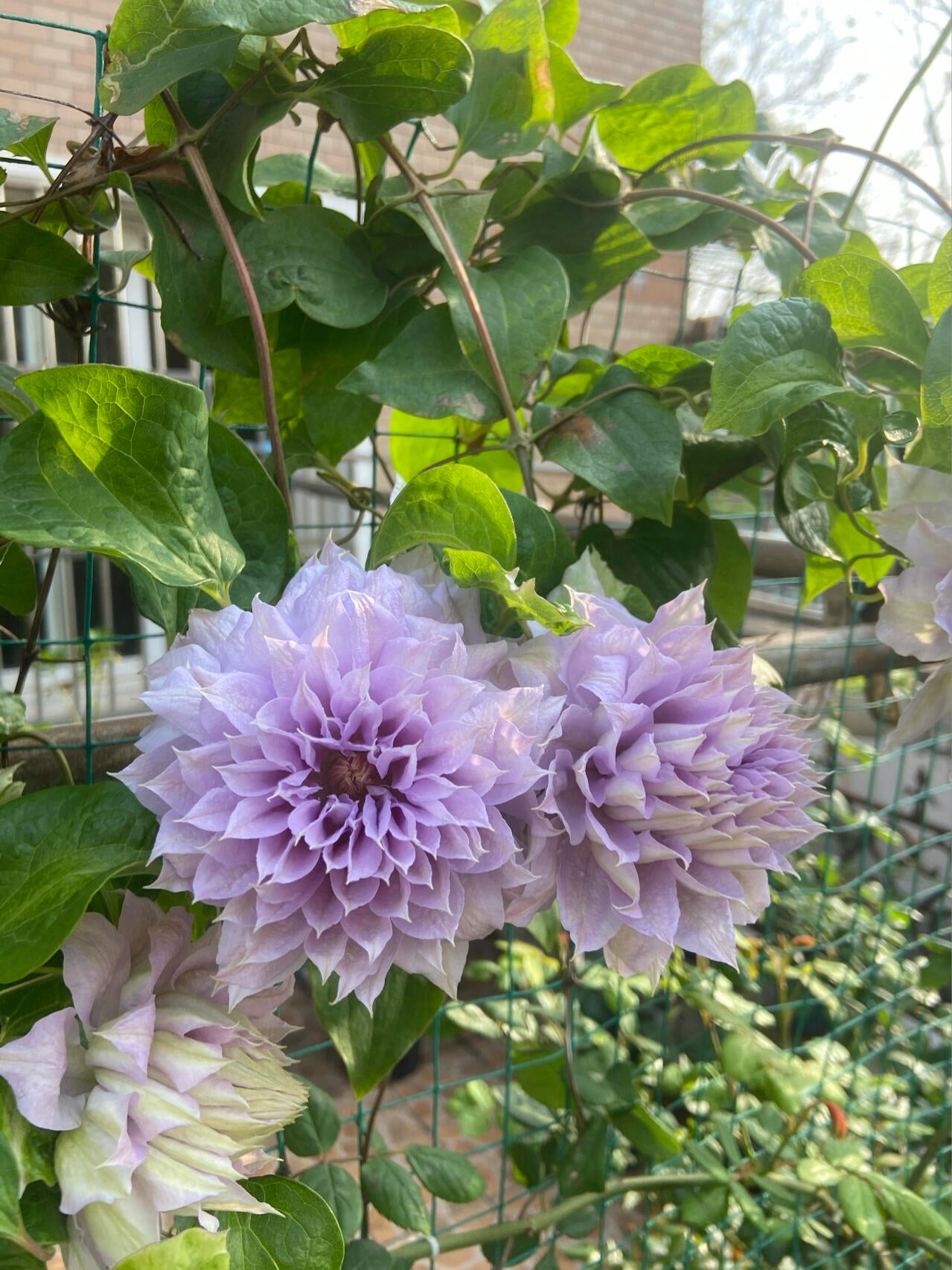 Clematis【Belle of Woking｜ベルオブウォーキング】- 9P LivePlant｜