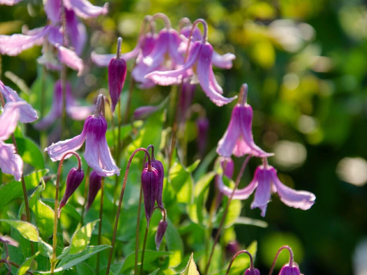 Clematis【Hanajima｜はなじま｜花島】- LivePlant｜花岛| Ballet Dancer| Upright clematis, perfect for container planting| Easy to Grow| Low Maintenance