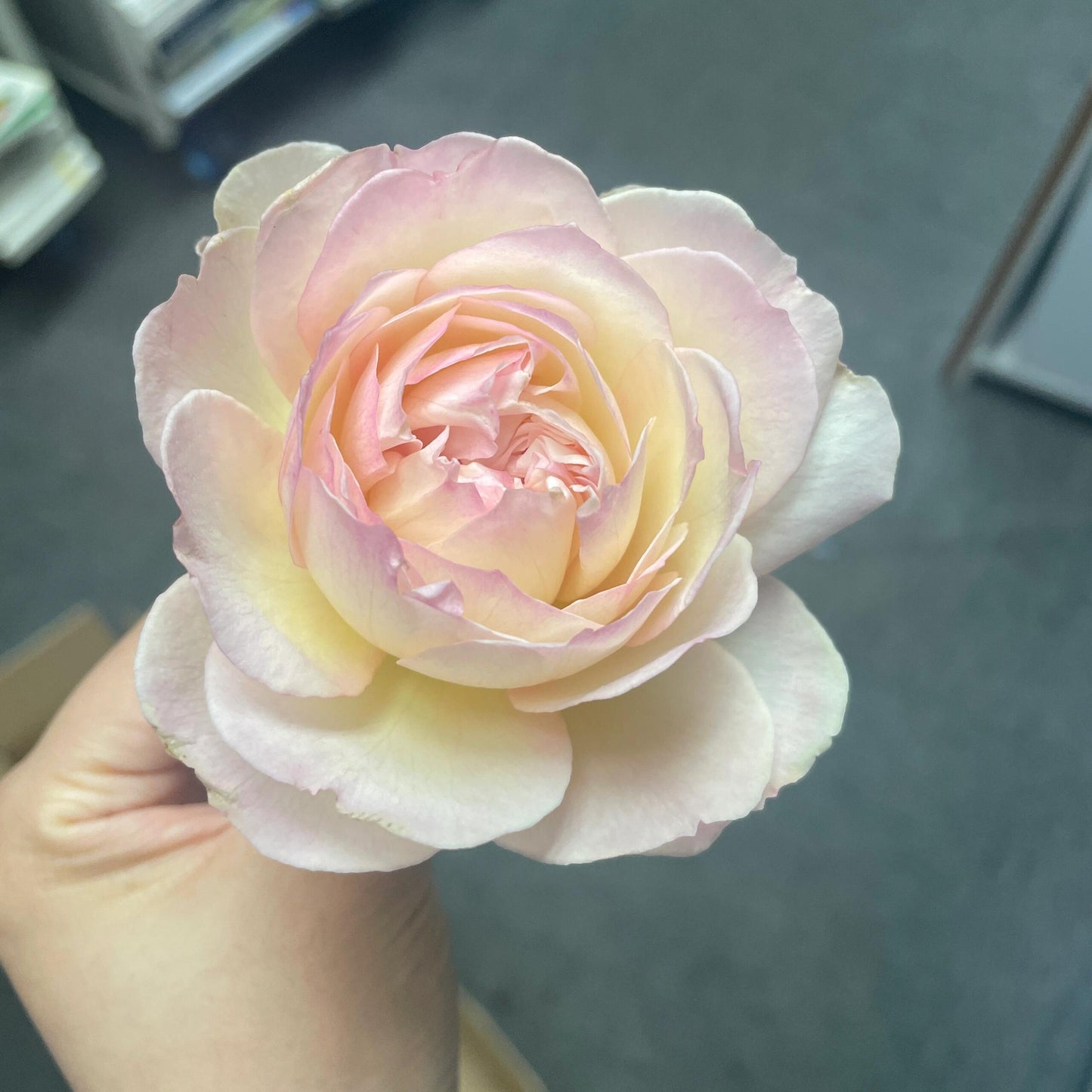 Rose【Avekutowa｜アヴェークトワ】- 1 Gal Live Plant｜与你同在｜New Variety 2020｜Colorful Blooms