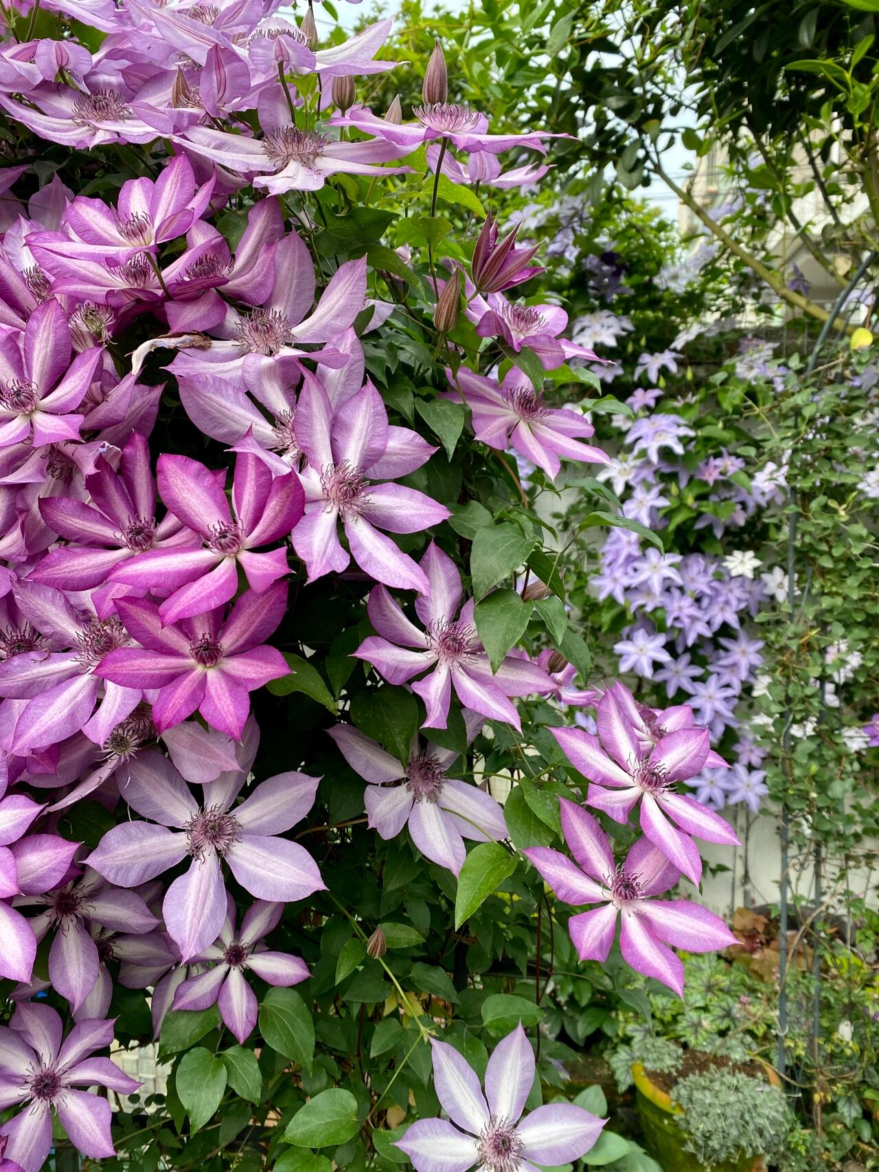 Clematis【Lizard｜トカゲ 】- LivePlant｜蜥蜴| Large Flowering| Cold Hardy| Fast-Growing| Flower Waterfall| Perennial| Pot Friendly| RareVine| Archway