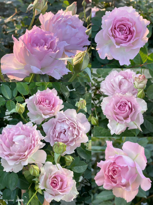 Rose【Lu Ning Xiang｜露凝香| Dew Serenade】- 1.5Gal OwnRoot LivePlant| Heat Resistant| Redolent| Less-Thorns| Dreamy| Highly Recommended| New 2022