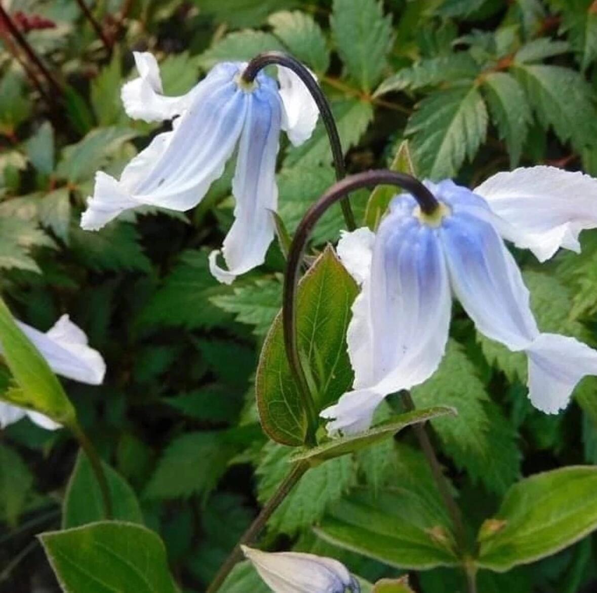 Clematis【Twinkle】- LivePlant｜Clematis Integrifolia 闪烁｜Cold hardy｜Cut Flower