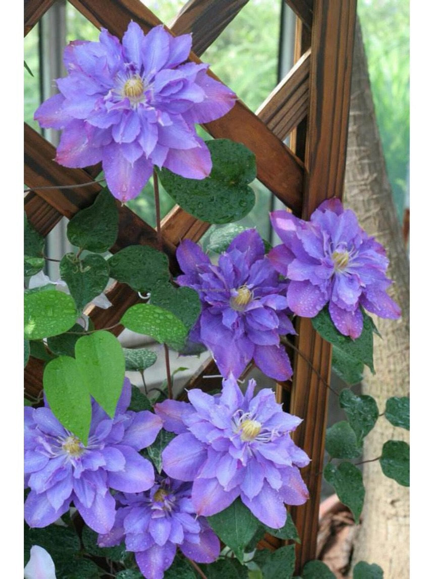 Clematis 【Teshio｜てしお| 天塩】-  9P LivePlant| 天盐 |精神の美| 天盐| Double-flowered |