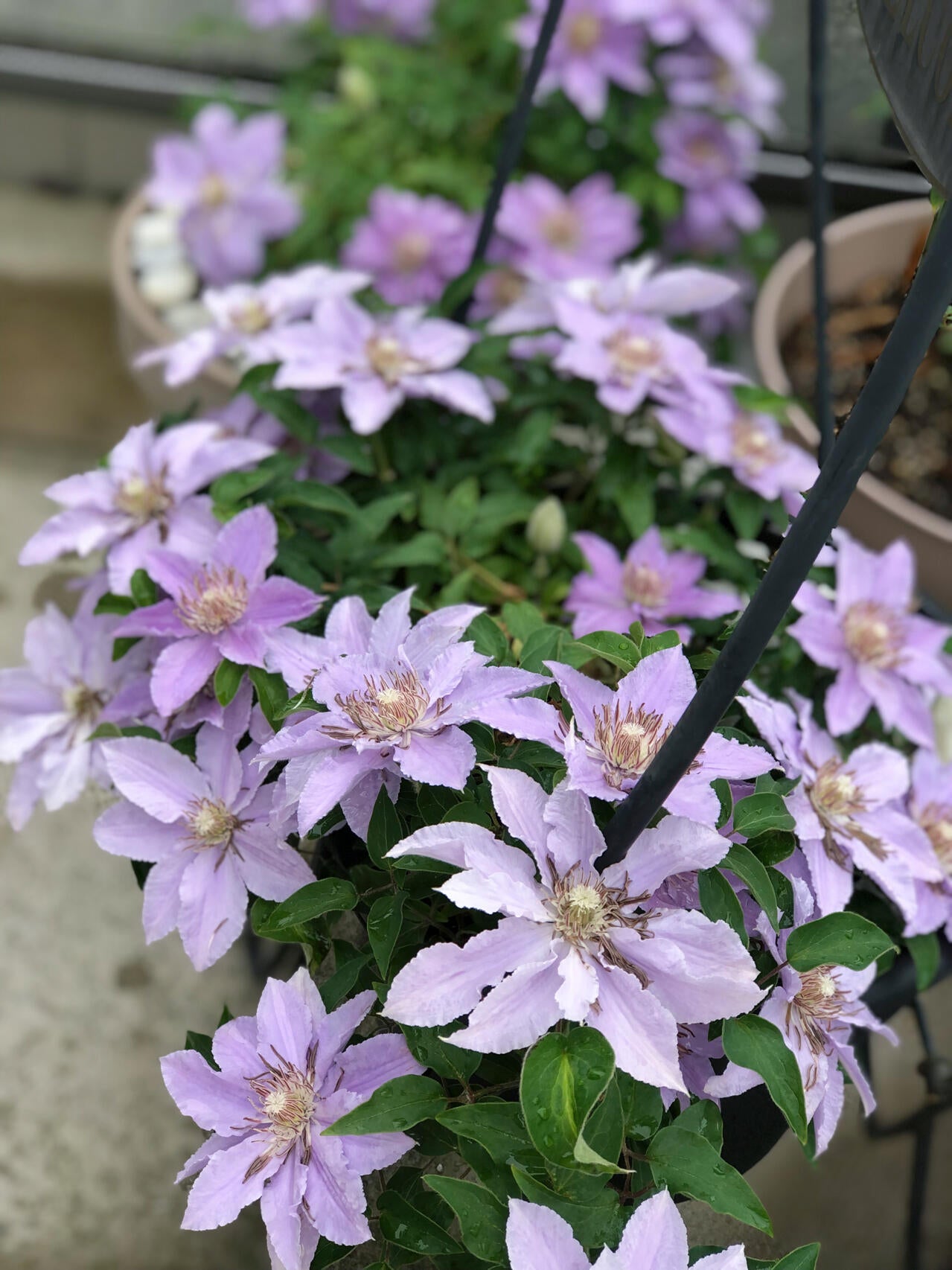 Clematis【Filigree】- LivePlant｜金银丝/ 故里｜Dwarf Clematis