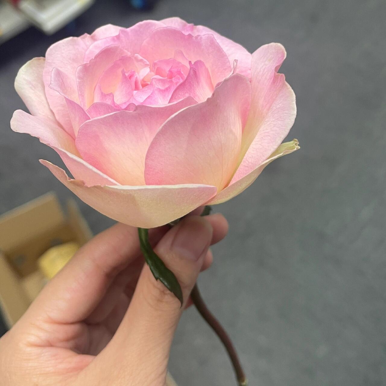 Rose【Avekutowa｜アヴェークトワ】- 1 Gal Live Plant｜与你同在｜New Variety 2020｜Colorful Blooms