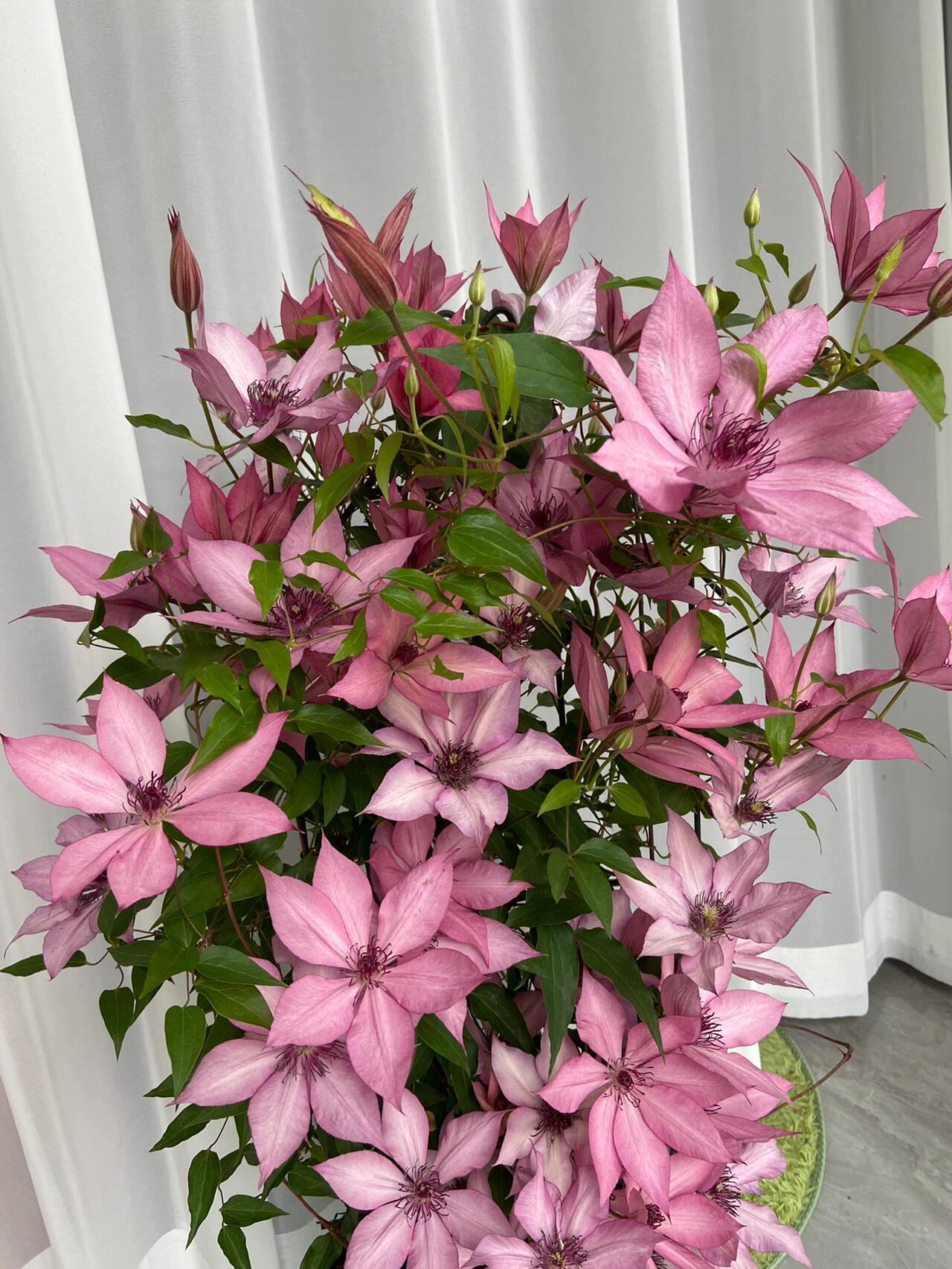 Clematis【Giselle】- LivePlant｜吉赛尔｜Large Flower｜Vintage Pink| Cold Hardy| Exquisite| Flower Waterfall| Beginner-Friendly| Compact Patio| Vine