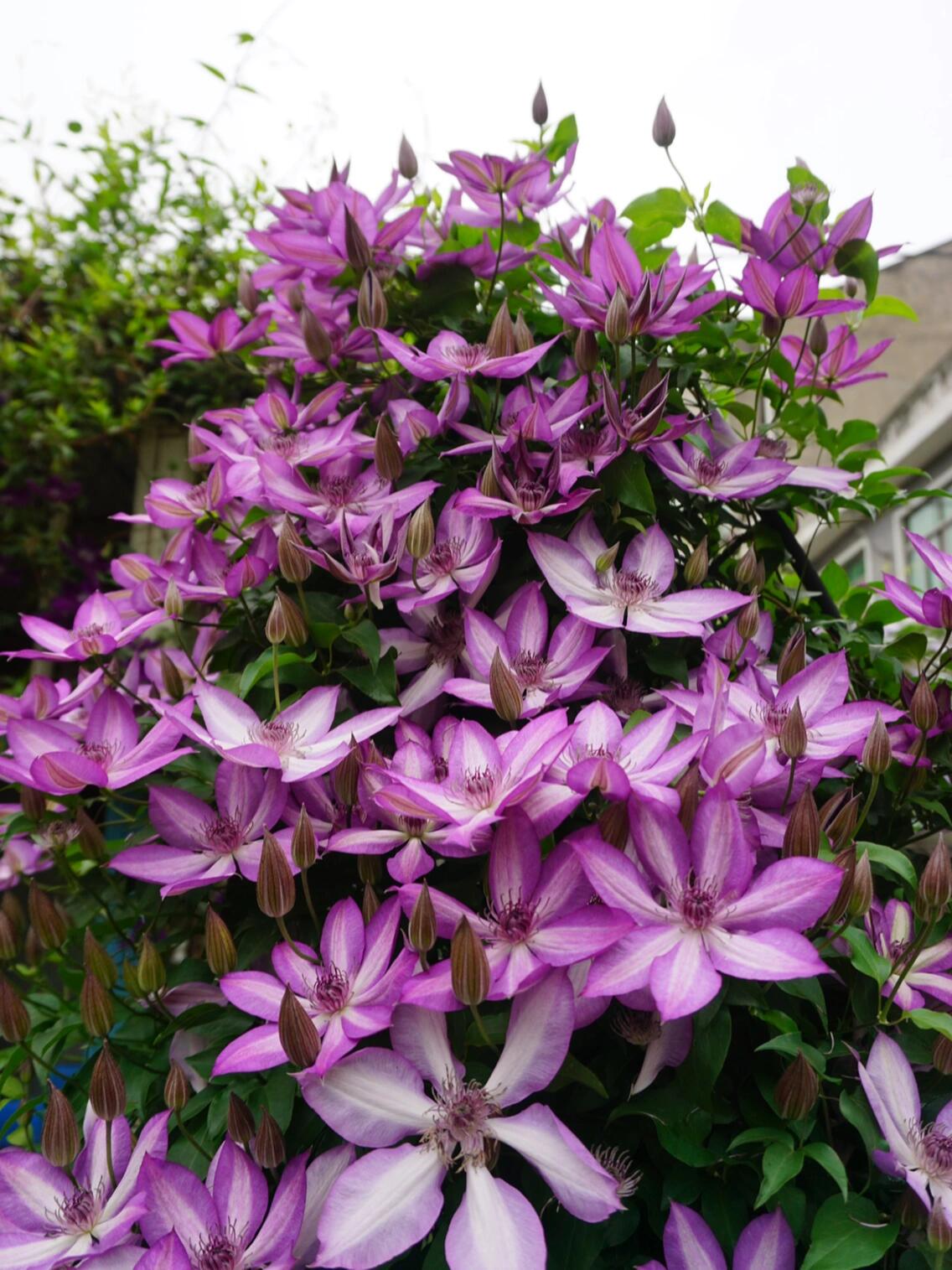 Clematis【Lizard｜トカゲ 】- 12P LivePlant｜蜥蜴