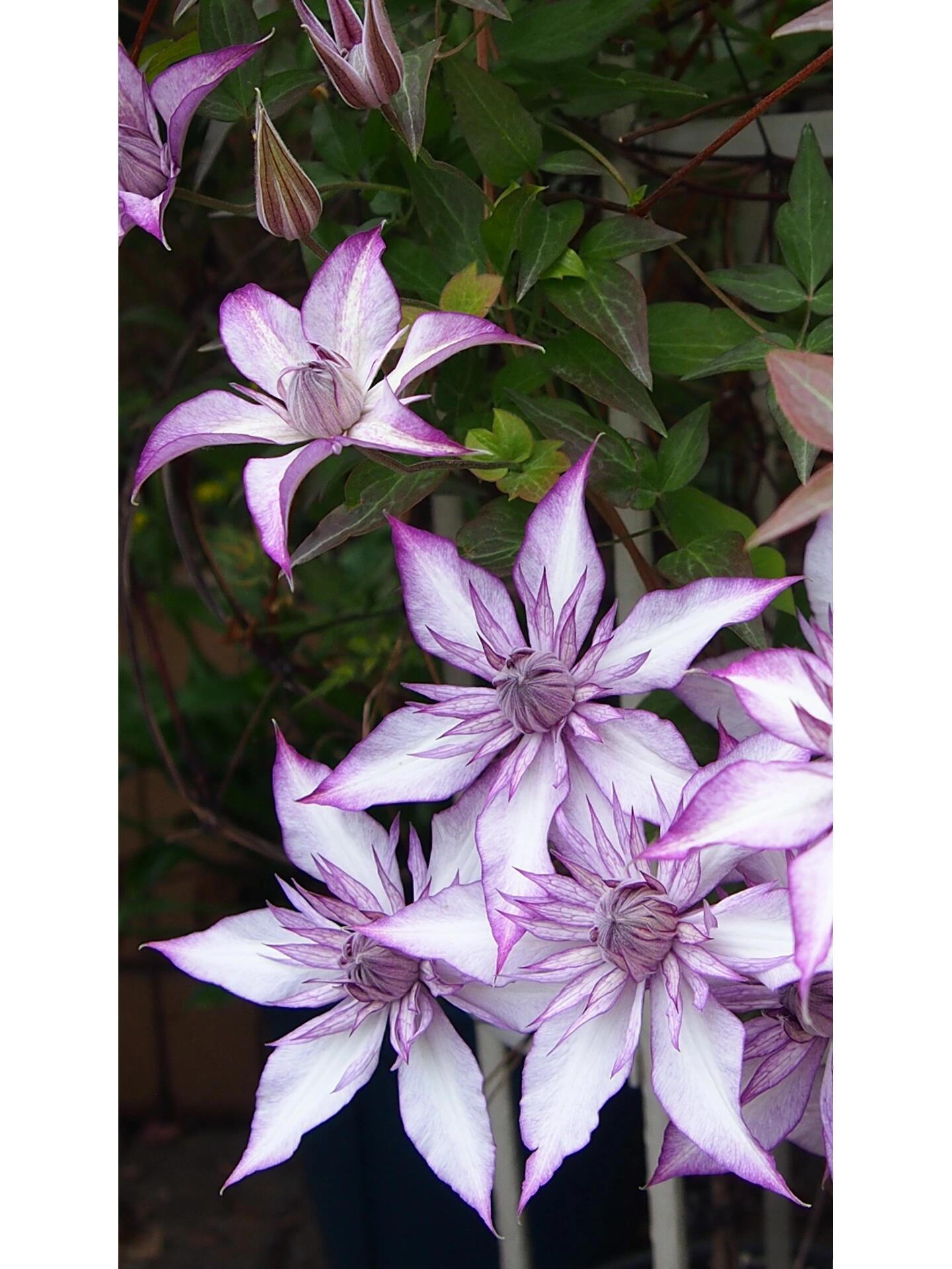 Clematis【Lady Kyoko | レディ・キョウコ】 -9P Live Plant- Japanese Rare Clematis| 恭子小姐 | 新旧両枝咲き|