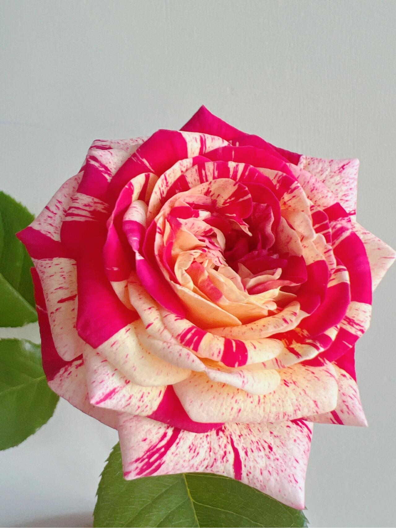 Striped Rose【All American Magic】- 1.5 Gal LivePlant｜全美魔术｜Rapid growth｜ Large blooms