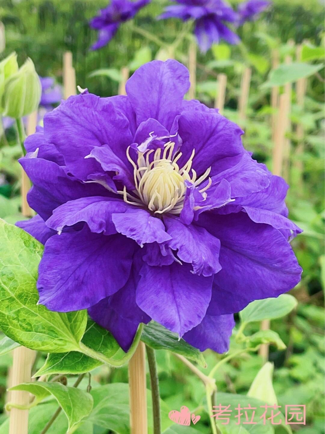 Clematis【Kiri Te Kanawa】- LivePlant｜Purple Double flowering｜卡瓦娜