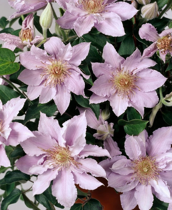 Clematis【Filigree】- LivePlant｜金银丝/ 故里｜Dwarf Clematis