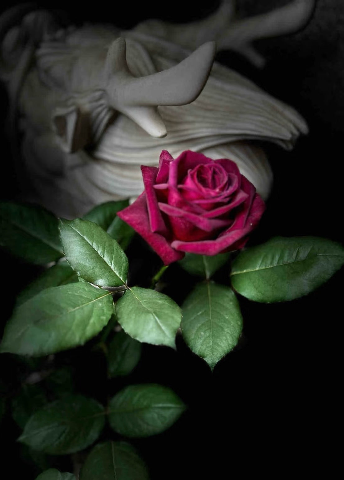 Rose【Louis XIV｜ルイ14世】-OwnRoot LivePlant｜路易十四| Classic Vintage Black Velvet Rose｜Strong Fragrance| Cut Flower| Retro Fuchsia| Balcony