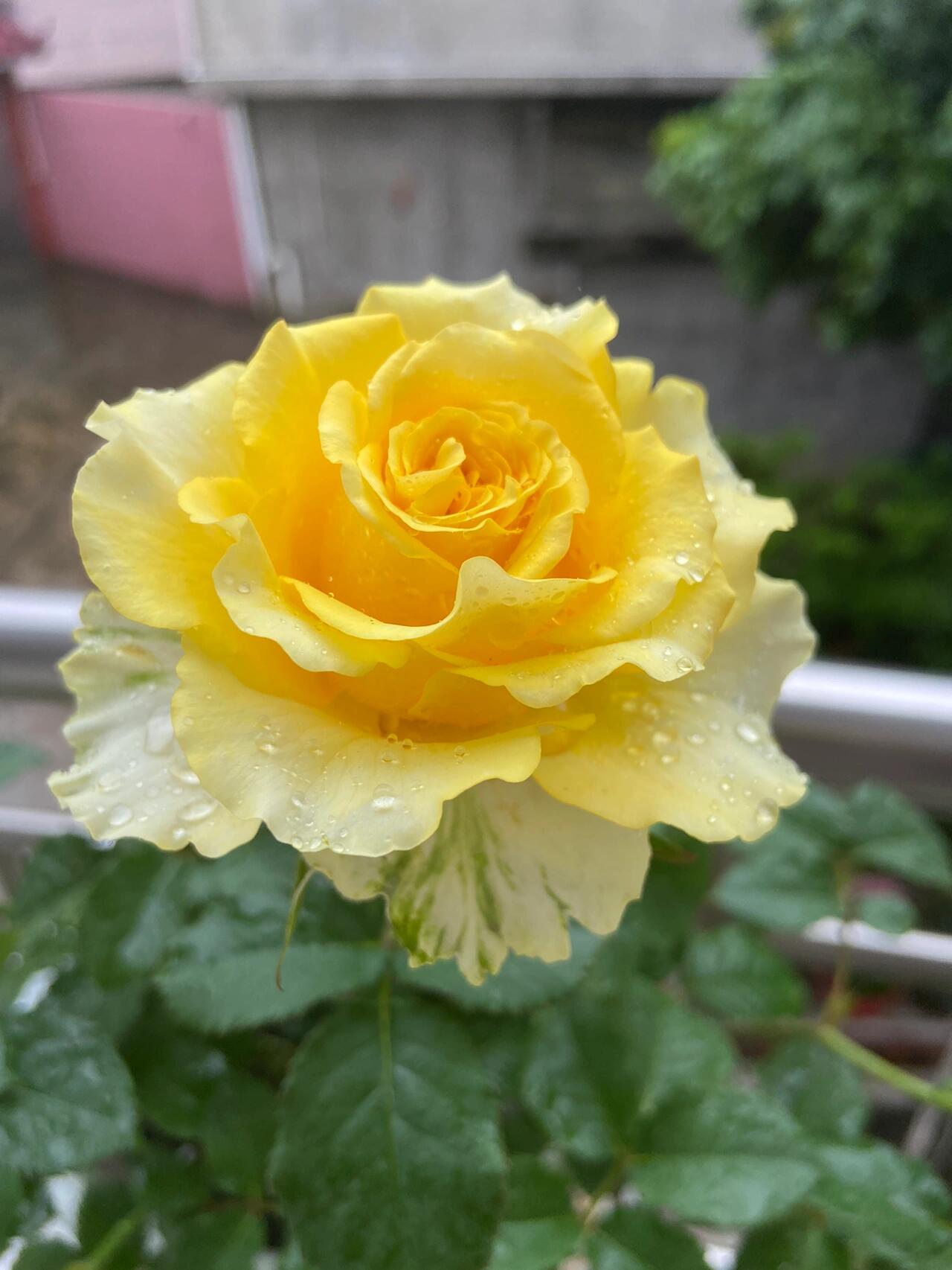 Rose【Shell｜貝殻】-1.5 Gal OwnRoot LivePlant｜Popular Japanese Floribunda Rose 贝壳｜Large Bloom｜Long vase life| Heat Resistant| Easy to Grow| Lace