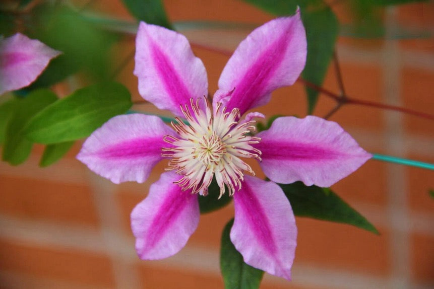 Rare Clematis【Nishiki｜錦】- Live Plant｜锦｜Bi-color: starts pale pink, deepens to purple-pink