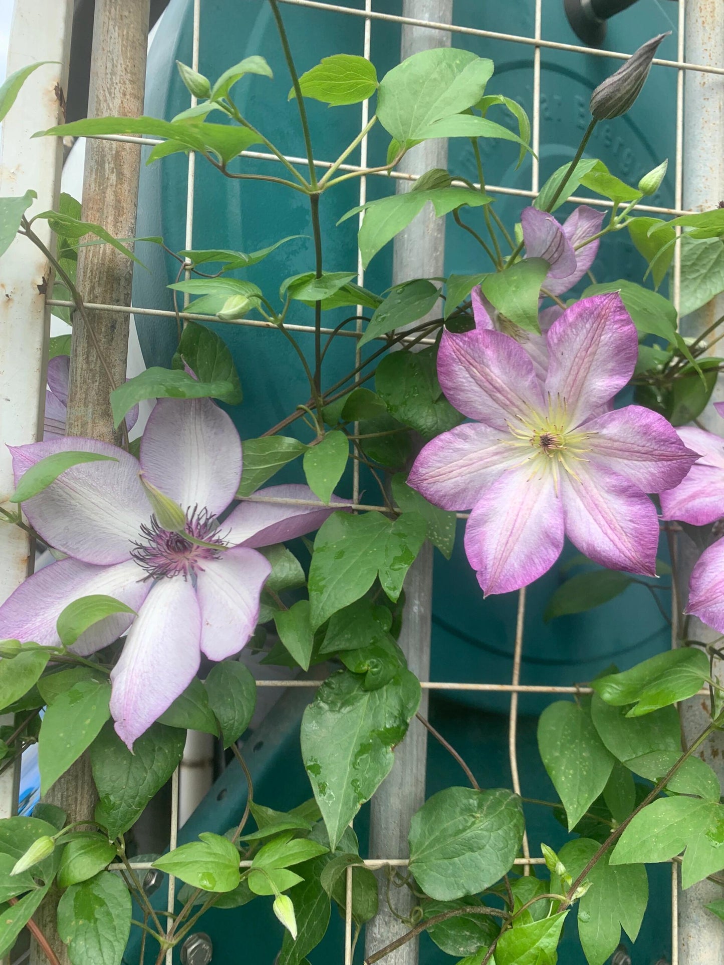 Clematis【Pernille】- LivePlant- 佩莱尼| Cold Hardy| Low Maintenance| Rich Color| Pollinator Friendly| Strong Growth| Cute Flower| Adaptable|Vine