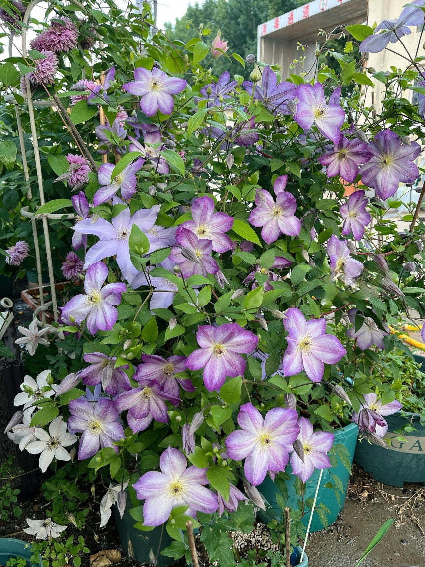 Clematis【Pernille】- LivePlant- 佩莱尼| Cold Hardy| Low Maintenance| Rich Color| Pollinator Friendly| Strong Growth| Cute Flower| Adaptable|Vine