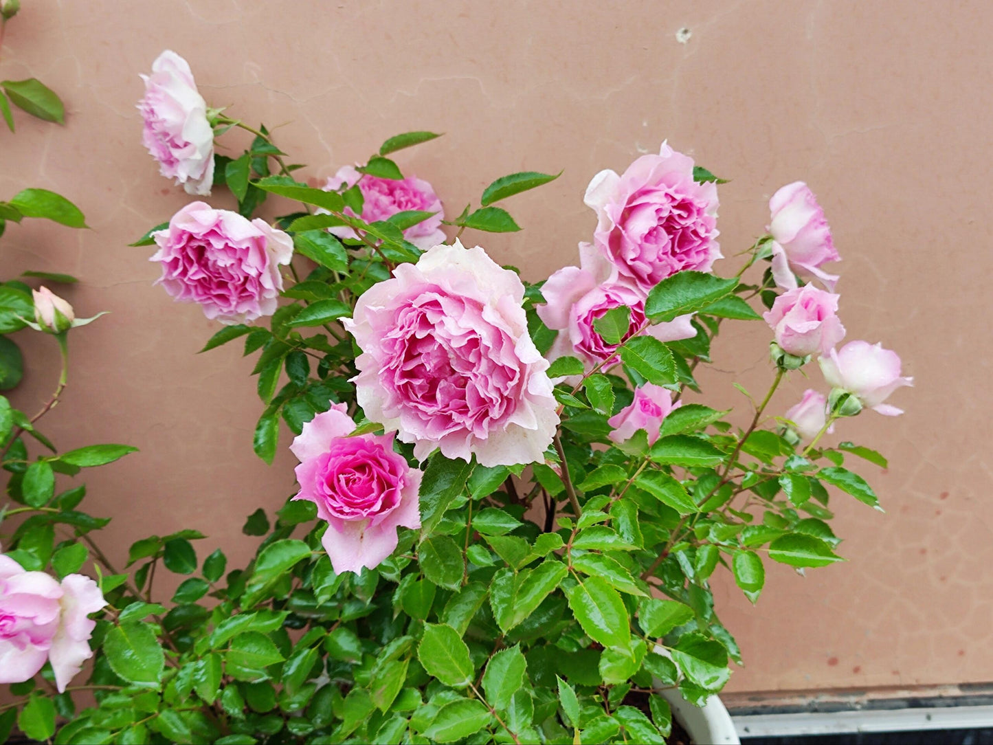 Rare Rose【Doniazade】- 1.5Gal OwnRoot LivePlant| Takunori Kimura-New Varieties 托妮莎德｜Pk Scheherazade| Peony Rosa| Redolent| 粉天方夜谭| Less Thorns