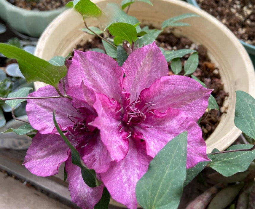 Dwarf Clematis【Luiza｜ルイーザ】-LivePlant｜路易莎｜Patio Clematis Large Flower| Tudor Patio| Easy to Grow| Fast Growth| Long Blooming Period| balcony-friendl