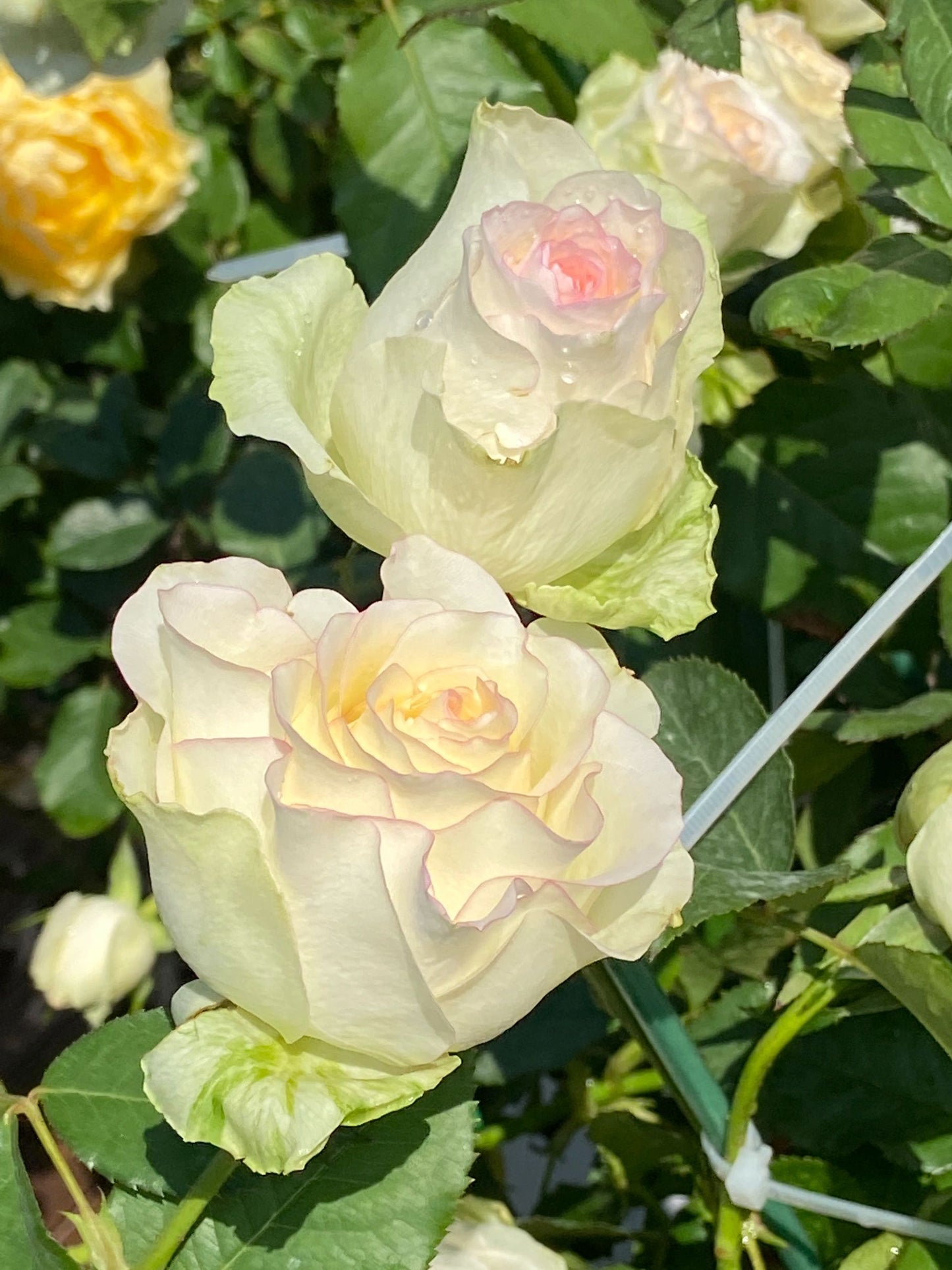 Rose【White Jumilia】- 1.5 Gal OwnRoot Live Plant｜白艾莎｜Sport varieties of the Jumilia rose｜Perfect New variety