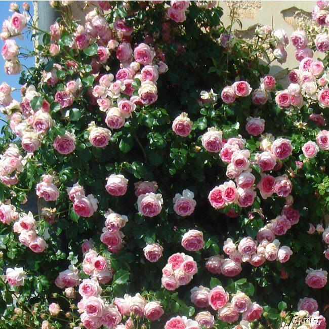 Rose【Hermitage】-1.5 Gal OwnRoot LivePlant｜French Shrub Eden｜冬宫| Redolent| Floribunda Rose| Everbloomer| Heat Resistant| 艾米达吉|