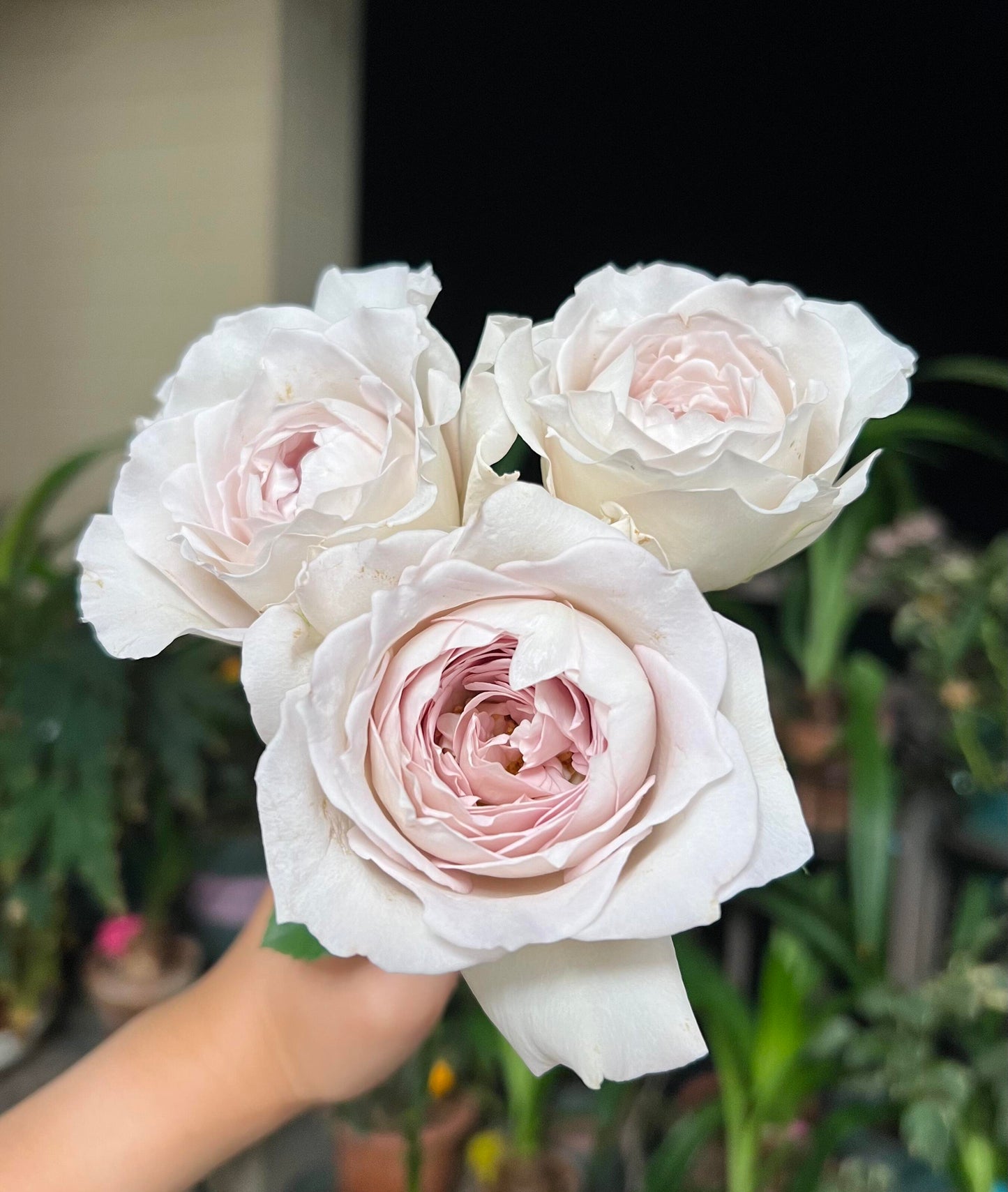 Rose【Milky Pearl｜ミルキーパール】- Japan New Variety 2021｜珍珠奶茶｜Extended vase life| 牛奶珍珠| Redolent| Florists Rose| Wavy Lace