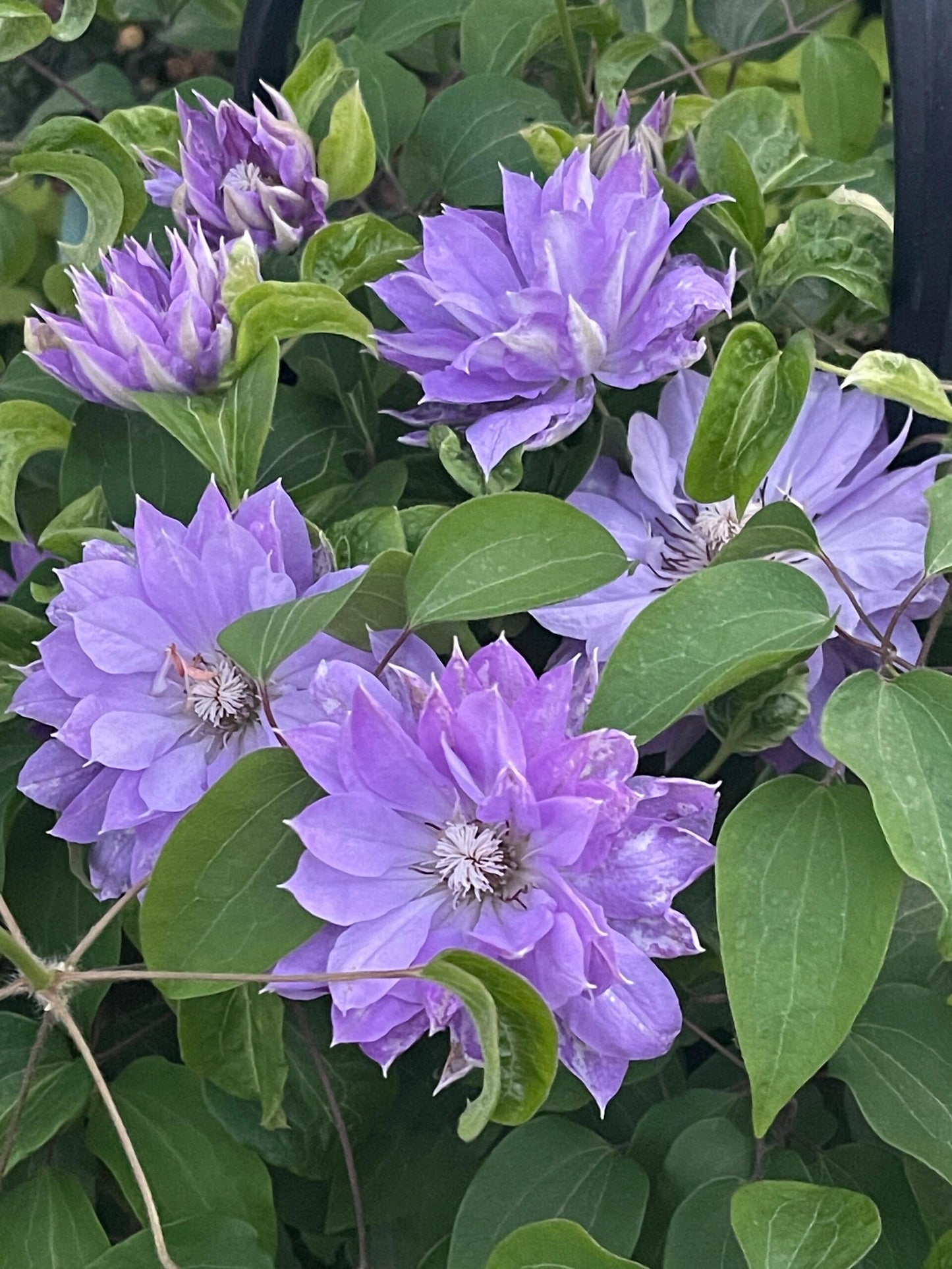 Clematis 【Teshio｜てしお| 天塩】-  9P LivePlant| 天盐 |精神の美| 天盐| Double-flowered |